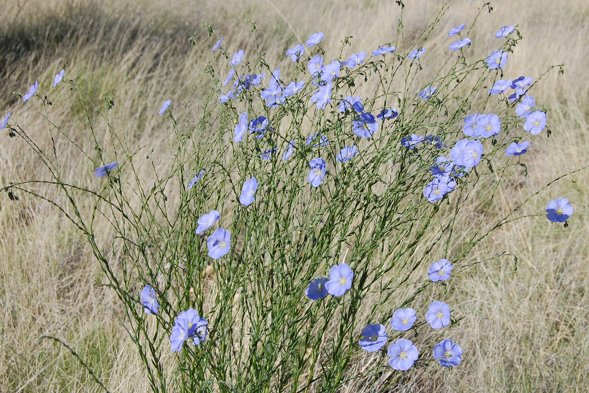 Fotografia przedstawia pędy lnu z błękitnymi kwiatami na szczycie. Len rośnie wśród zeschniętej trawy. Jego łodygi są cieniutkie, liście wąskie, krótkie. Len jest rośliną jednoroczną.