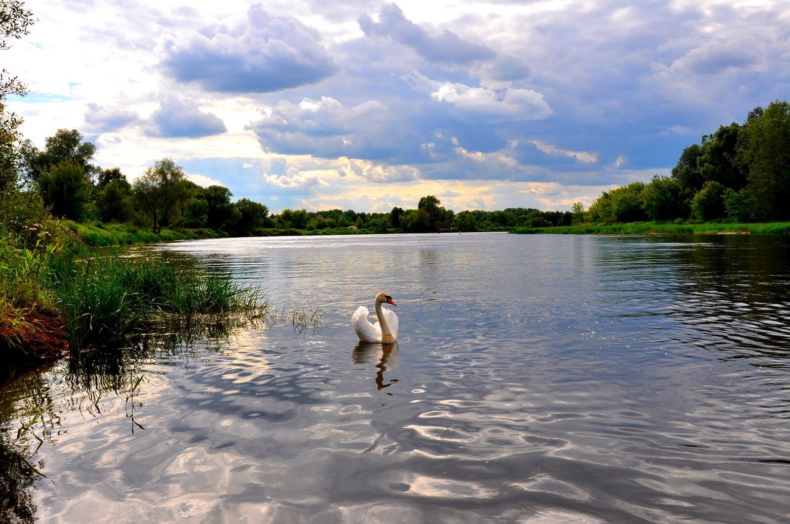 Fotografia płynącej rzeki o szerokim, łagodnym nurcie. Brzegi porośnięte trawami oraz drzewami liściastymi oraz krzewami. Na pierwszym planie na rzece pływający łabędź.