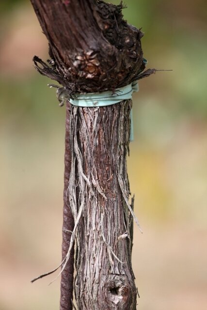 Naszczepienie winorośli