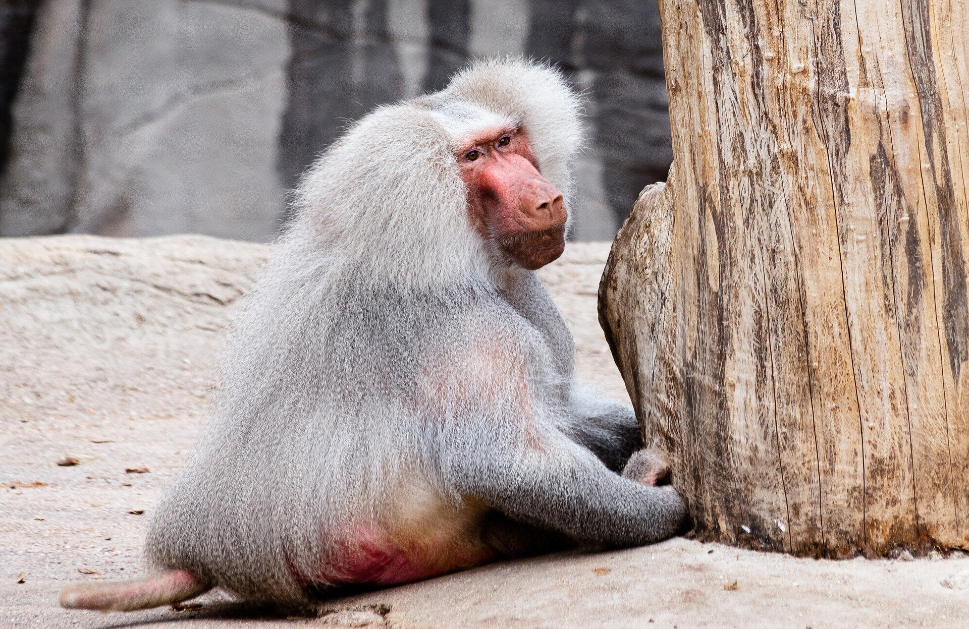 Zdjęcie przedstawia portret pawiana płaszczowego. Małpa ma wydłużony, czerwony pysk z wyraźnymi, czarnymi nozdrzami i zarostem po bokach. Na głowie pawian ma gęstą, szarobrązową grzywę przykrywającą uszy. Oczy okrągłe, ciemnobrązowe. W tle widoczny jest jasnobrązowy pień drzewa i ciemnoszary głaz.
