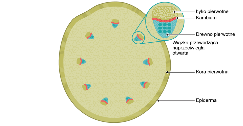 Na rysunku znajduje się przekrój poprzeczny przez łodygę rośliny dwuliściennej. Najbardziej zewnętrzną warstwę stanowi Epiderma. Dalej łodygę wypełnia Kora pierwotna. W korze pierwotnej znajdują się wiązki naprzeciwległe otwarte. Są one ułożone w linii okręgu. Na rysunku widoczne jest zbliżenie na wiązkę. Składa się ona z 3 warstw. Pierwsza z nich to Łyko pierwotne, środkowa Prokambium,  ostatnia to Drewno pierwotne. 
