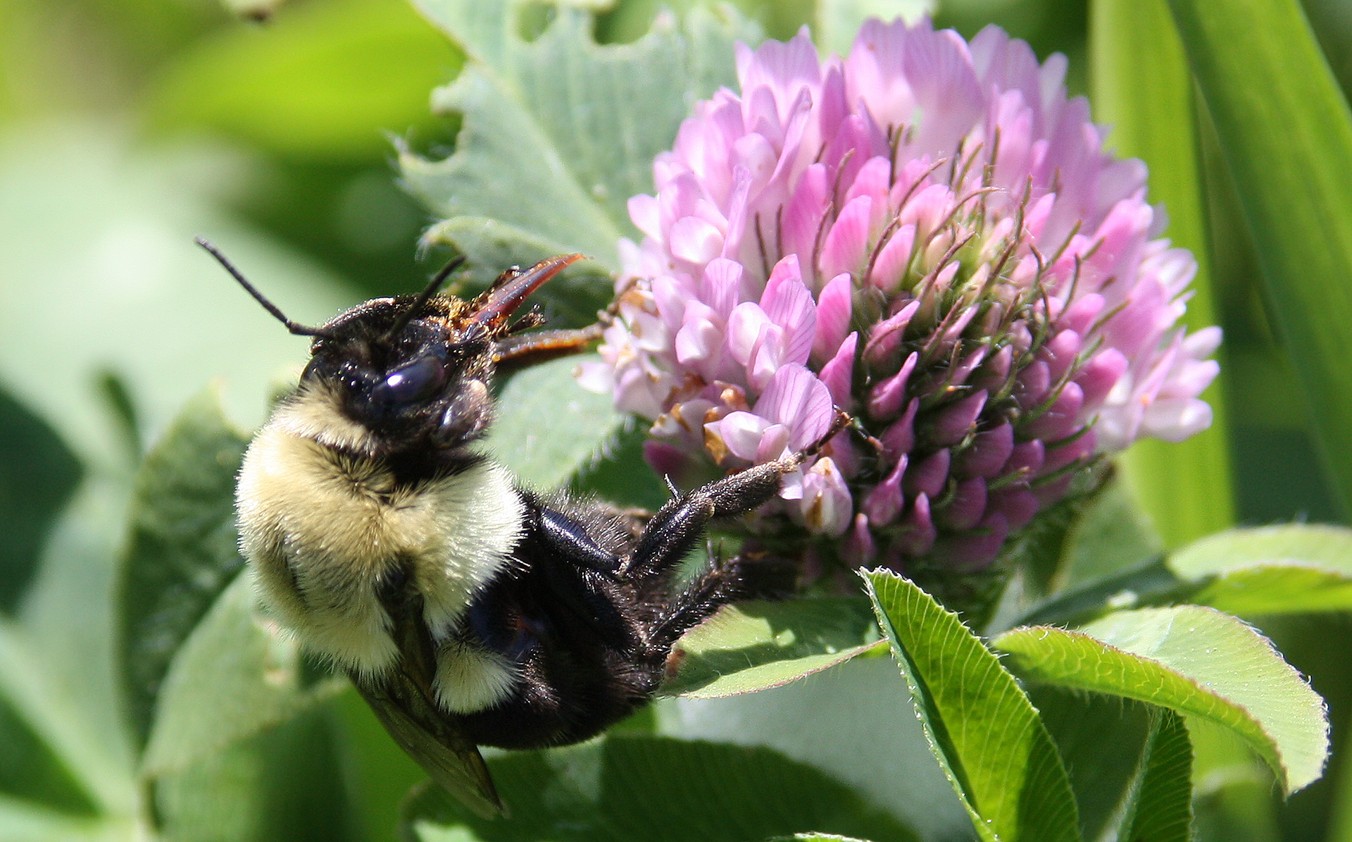 Fotografia różowego kwiatostanu koniczyny łąkowej w postaci rozkwitającego kwiatu o licznych różowych płatkach, z siedzącym na nim trzmielem. Widać aparat gębowy trzmiela. Trzmiel posiada jasne włoski na korpusie, oraz czarne na brzuchu i nogach. W tle znajdują się zielone liście.