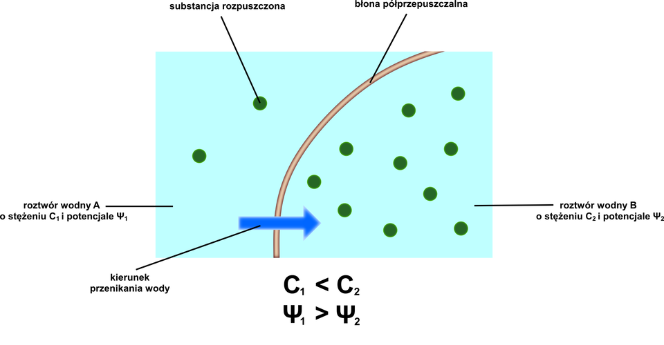 Na schemacie zobrazowany jest przepływ wody przez błonę półprzepuszczalną zgodnie z gradientem potencjału wody. Na ilustracji widoczna jest półokrągła błona półprzepuszczalna w postaci cienkiej, brązowej linii. Po jej lewej stronie znajduje się niebieska powierzchnia z dwoma zielonymi, niewielkimi punktami obrazującymi substancję rozpuszczoną. Do tej powierzchni przyporządkowany jest podpis: roztwór wodny A o stężeniu C indeks dolny 1 i potencjale Psi indeks dolny 1. Niebieska strzałka z podpisem: kierunek przenikania wody prowadzi w prawą stronę, do niebieskiej powierzchni z podpisem: roztwór wodny B o stężeniu C indeks dolny 2 i potencjale Psi indeks dolny 2. Na powierzchni tej znajdują się liczne, zielone, niewielkie punkty obrazujące substancję rozpuszczoną. Pod ilustracją znajduje zapis: C indeks dolny 1 jest mniejszy od C indeks dolny 2, a pod nim zapis: Psi indeks dolny 1 jest większy od Psi indeks dolny 2. Woda przenika z roztworu A do roztworu B, ponieważ roztwór A ma wyższy potencjał wody a roztwór B ma niższy potencjał wody. Osmotyczny przepływ wody trwa do czasu wyrównania potencjałów wody w roztworach po obu stronach błony półprzepuszczalnej. 