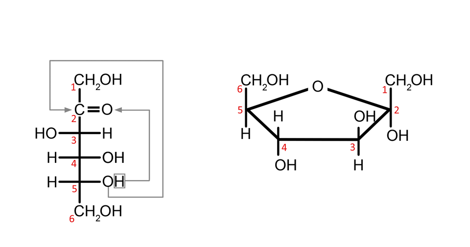 Ilustracja przedstawiająca formę łańcuchową oraz pierścieniową fruktozy. Forma łańcuchowa cząsteczki fruktozy zbudowana jest z atomu węgla C 1 grupy C H indeks dolny, dwa, koniec indeksu dolnego, O H połączonej z długą, poprowadzoną w dół linią, która symbolizuje łańcuch węglowy i która jest zakończona również grupą C H indeks dolny, dwa, koniec indeksu dolnego, O H, której atom węgla ma lokant szósty. Linię tę od dołu przecinają trzy prostopadłe krótkie linie, od których odchodzą podstawniki dla kolejnych atomów węgla w łańcuchu. Od dołu po prawej stronie grupa O H przy węglu C 5, grupa O H przy węglu C 4 oraz atom wodoru przy C trzy. Po lewej stronie atom wodoru przy węglu C 5, atom wodoru przy węglu C 4 i grupa O H przy C trzy. Powyżej pomiędzy pierwszym atomem węgla grupy C H indeks dolny, dwa, koniec indeksu dolnego, O H a węglem C 3, od wspomnianej pionowej linii poprowadzone są dwie prostopadłe linie skierowane w prawo symbolizujące wiązanie podwójne z atomem tlenu O, które łączy go z atomem węgla C dwa. W obrębie projekcji naniesiono strzałki wskazujące sposób cyklizacji. pierwsza strzałka łączy atom tlenu grupy hydroksylowej przy węglu C 5 z atomem węgla C 2 w łańcuchu. Zaś druga strzałka łączy atom wodoru wspomnianej grupy hydroksylowej przy atomie węgla C 5 z atomem tlenu grupy karbonylowej. Przy pierścieniowej formie numeracja atomów węgla zgodna z ruchem wskazówek zegara. Po prawej stronie wzór formy cyklicznej fruktozy zbudowanej z pięcioczłonowego pierścienia, który stanowi węgiel C jeden należący do grupy C H indeks dolny, dwa, koniec indeksu dolnego podstawiony jest on grupą hydroksylową O H i łączy się z budującym pierścień atomem węgla C dwa, który związany jest grupą hydroksylową odchodzącą do dołu, za płaszczyznę. Od węgla C trzy do góry przed płaszczyznę odchodzi grupa hydroksylowa O H, z kolei od węgla C cztery za płaszczyznę odchodzi grupa hydroksylowa O H. Węgiel C pięć łączy się z atomem tlenu, który to łączy się z atomem węgla C dwa, co zamyka pięcioczłonowy pierścień. Ponadto od węgla C pięć odchodzi do góry grupa C H indeks dolny, dwa, koniec indeksu dolnego, O H.