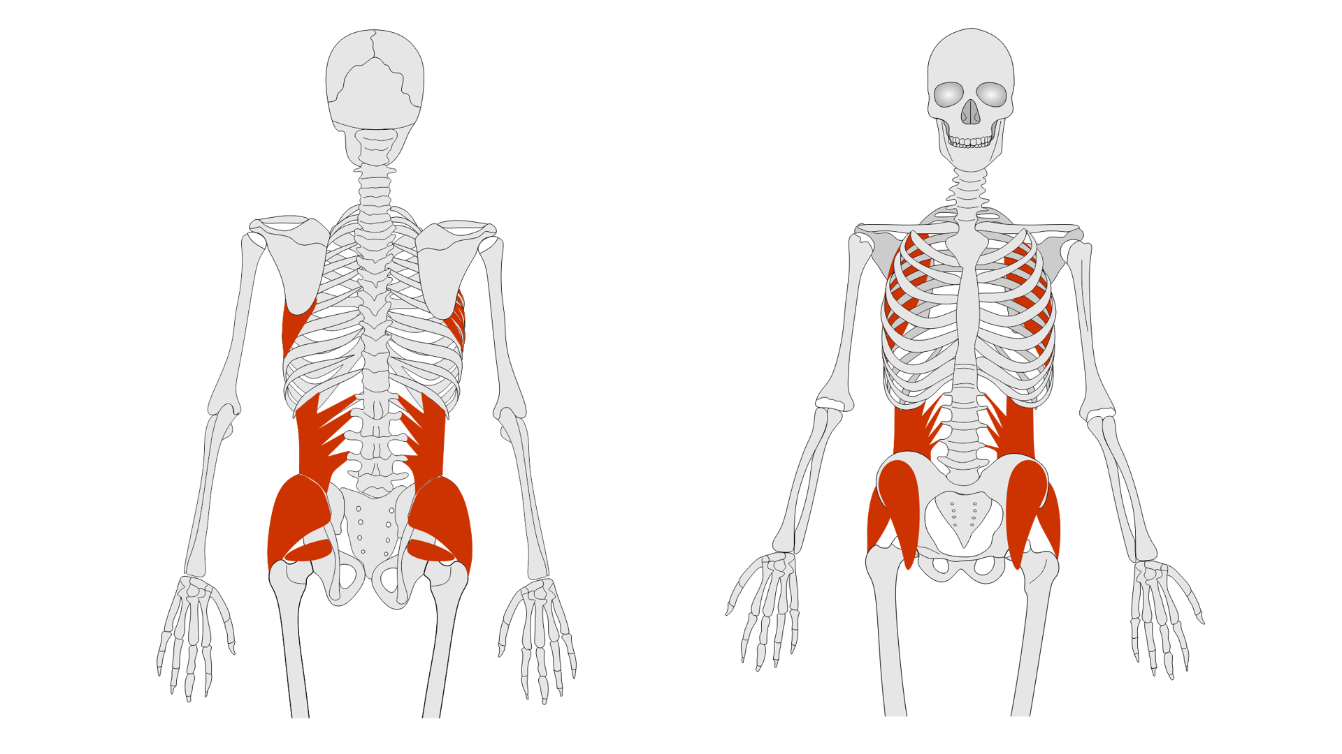 Rycina pod tytułem: Podukład krętarza większego z tyłu, po lewej, i z przodu, po prawej. Grafika ze schematycznym przedstawieniem szkieletu człowieka z przodu i z tyłu. W obu rzutach zaznaczono mięśnie w okolicy talerzy biodrowej i bocznej strony pleców.
