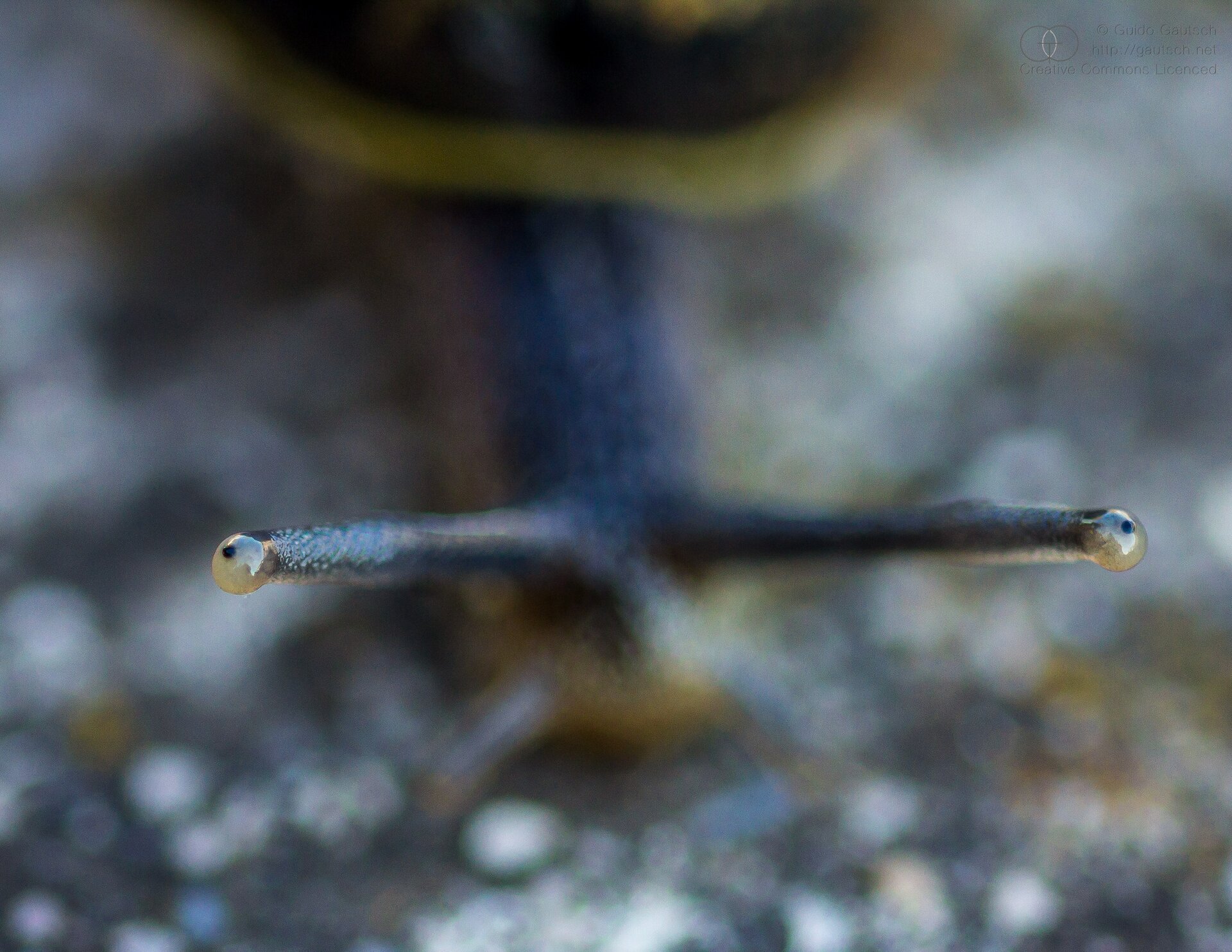 Fotografia przedstawia ślimaka. Ostre na zdjęciu są tylko oczy, będące malutką kropeczką na końcu długich rogów. Tło ciemne rozmazane.