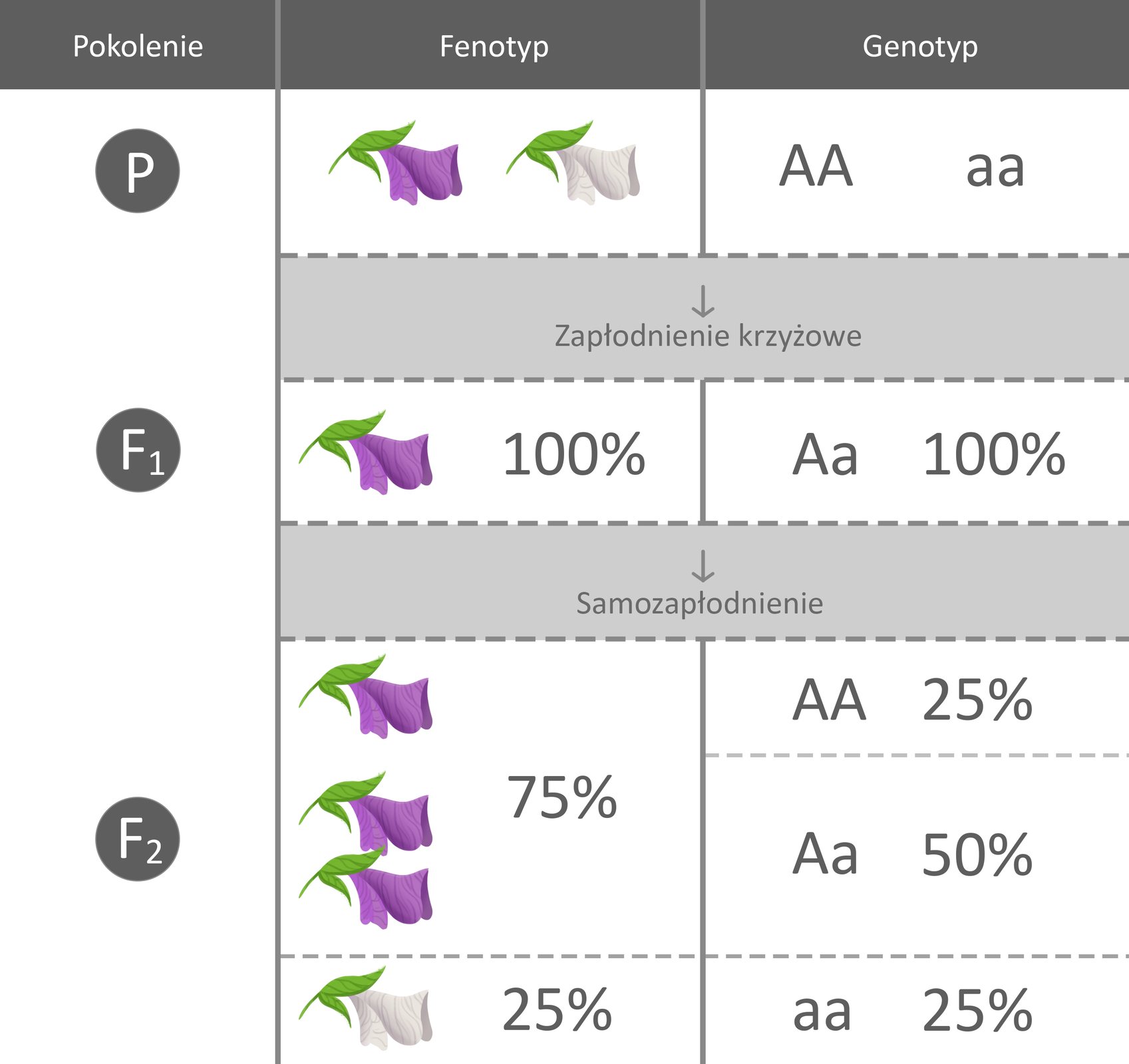 Grafika przedstawia związek między genotypem a fenotypem w dziedziczeniu jednogenowym z dominacją. W tabeli w pierwszej kolumnie za pomocą litery z indeksem oznaczono poszczególne pokolenia. W kolumnie drugiej zaprezentowano fenotyp, natomiast w kolumnie trzeciej określono genotyp roślin. Pokolenie P składa się z dwóch kwiatów o różnych fenotypach. Jeden z nich jest fioletowy, natomiast drugi jest biały. Genotyp kwiatu fioletowego to podwójne duże A, natomiast kwiatu białego to podwójne małe a. Dochodzi do zapłodnienia krzyżowego, w wyniku, którego powstaje pokolenie F indeks dolny 1. Fenotyp wszystkich roślin potomnych to fioletowy kwiat, natomiast ich genotyp to duże A małe a. Dochodzi do samozapłodnienia pokolenia F indeks dolny 1, w wyniku, którego powstaje pokolenie F indeks dolny 2. Fenotyp roślin potomnych będzie się składał z 75% kwiatów fioletowych oraz 25% kwiatów białych. Rozkład genotypów będzie natomiast wynosił 25% dla genotypów podwójne duże A i podwójne małe a oraz 50% dla genotypu duże A małe a.