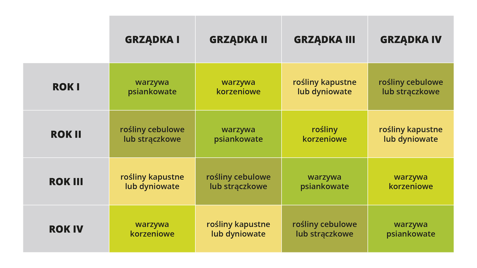 W tabeli zawarto informacje dotyczące uprawy roślin na czterech grządkach w czterech kolejnych latach. Grządka I: rok I - warzywa psiankowate, rok II - rośliny cebulowe lub strączkowe, rok III - rośliny kapustne lub dyniowate, rok IV - warzywa korzeniowe. Grządka II: rok I - warzywa korzeniowe, rok II warzywa psiankowate, rok III rośliny cebulowe lub strączkowe, rok IV - rośliny kapustne lub dyniowate. Grządka III: rok I - rośliny kapustne lub dyniowate, rok II - rośliny korzeniowe, rok III - warzywa psiankowate, rok IV - rośliny cebulowe lub strączkowe. Grządka IV: rok I - rośliny cebulowe lub strączkowe, rok II - rośliny kapustne lub dyniowate, rok III - warzywa korzeniowe, rok IV warzywa psiankowate.         
