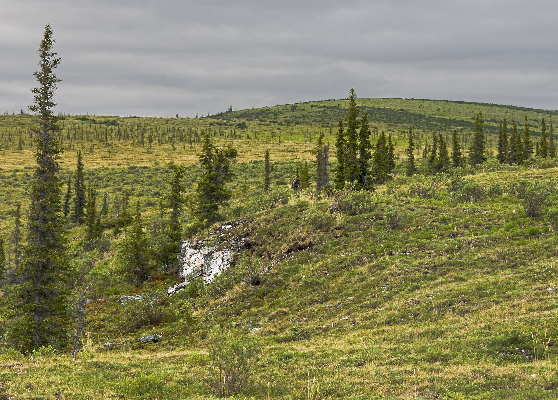 Na zdjęciu pagórkowaty teren, na którym rosną pojedyncze, wąskie i niewysokie drzewa. Cały obszar pokryty jest niską roślinnością trawiastą. 