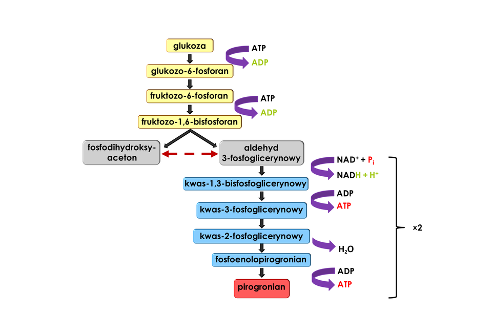 Schemat przedstawia proces glikolizy. Każdy organizm musi w pewien sposób pozyskiwać energię do życia. Procesem, który to umożliwia, jest między innymi katabolizm cukrów, podczas którego utleniane są substancje odżywcze, w celu pozyskania energii użytecznej biologicznie. Taka energia będzie wykorzystywana do wielu innych procesach w zachodzących w komórce. Katabolizm cukrów może zachodzić w warunkach tlenowych lub w sposób beztlenowy, a glikoliza jest ich wspólnym etapem. Glikoliza zachodzi na terenie cytozolu i polega na rozkładzie jednej cząsteczki glukozy do dwóch cząsteczek pirogronianu, czego skutkiem jest wydzielenie dwóch cząsteczek ATP jako zysk energetyczny netto. Glikoliza składa się z szeregu reakcji enzymatycznych, a substratem do pierwszej z nich jest glukoza, która ulega fosforylacji do glukozo‑6-fosforanu. Do tego etapu niezbędne jest wykorzystanie jednej cząsteczki ATP. Następnie glukozo‑6-fosforan ulega izomeryzacji do fruktozo‑6-fosforanu, a cząsteczka ta przyłącza drugą resztę fosforanową, również pochodzącą z ATP. W ten sposób powstaje fruktozo‑1,6‑bisfosforan. Te pierwsze reakcje glikolizy umożliwiają aktywację glukozy do dalszych przemian, co pozwala następnie na rozkład sześciowęglowej cząsteczki na dwie cząsteczki trzywęglowe. To fosfodihydroksyaceton oraz aldehyd 3‑fosfoglicerynowy. Te ufosforylowane triozy mogą w siebie izomeryzować, jednak do kolejnych etapów będzie wykorzystywany tylko aldehyd 3‑fosfoglicerynowy. Cząsteczka ta ulega utlenieniu do kwasu, czemu towarzyszy redukcja NAD+ do NADH. Podczas tej reakcji wydziela się porcja energii, która umożliwia przyłączenie wolnego fosforanu do tworzącego się kwasu 1,3‑bisfosfoglicerynowego. Taka reszta fosforanowa jest w tym momencie zaktywowana, dzięki przyłączeniu do związku organicznego, a następnie będzie ona przeniesiona na ADP podczas reakcji fosforylacji substratowej. Powstała w ten sposób cząsteczka ATP jest zyskiem energetycznym komórki. Kwas 3‑fosfoglicerynowy, który posiada nadal jedną resztę fosforanową ulega izomeryzacji, a powstała cząsteczka ulega odwodnieniu do fosfoenolopirogronianu, który oddaje swoją resztę fosforanową na ADP podczas drugiej reakcji fosforylacji substratowej. W ten sposób powstaje pirogronian, będący ostatecznym produktem glikolizy. Zużyte zostały 2 cząsteczki ATP i 2 cząsteczki ATP zostały zsyntetyzowane, czyli bilans energetyczny zostaje wyrównany. Zysk energetyczny glikolizy jest wynikiem procesu. Do tej pory powstała jedna cząsteczka trzywęglowego pirogronianu z sześciowęglowej glukozy. Druga z cząsteczek pirogronianu powstaje z tej samej cząsteczki glukozy. Fruktozo‑1,6‑bisfosforan ulega rozpadowi na dwie triozy, a fosfodihydroksyaceton może ulec izomeryzacji do aldehydu 3‑fosfoglicerynowego. Cząsteczka ta może teraz ulec takim samym przemianom, jak opisane wcześniej. Przekształcenie kolejnego aldehydu 3‑fosfoglicerynowego do pirogronianu umożliwi wytworzenie kolejnych dwóch cząsteczek ATP. Podczas glikolizy jednej cząsteczki glukozy zużywane są dwie cząsteczki ATP i powstają cztery, czego wynikiem są dwie cząsteczki ATP, będące zyskiem energetycznym netto tego szlaku metabolicznego. Powstały w ten sposób pirogronian może być wykorzystany do dalszych przemian i w zależności od możliwości komórki może on być zużyty podczas kolejnych etapów oddychania tlenowego, beztlenowego lub ulec redukcji, na przykład do mleczanu podczas beztlenowej fermentacji.