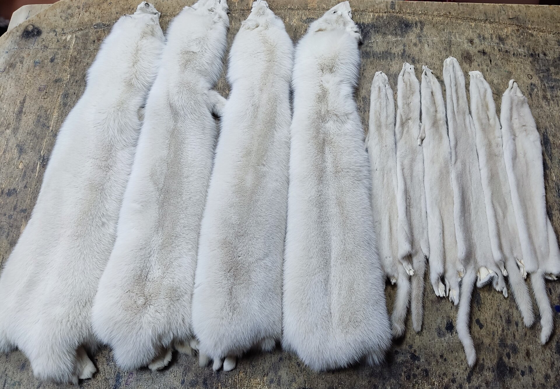 Zdjęcie przedstawia skóry z lisów i norek. Wszystkie skóry są pokryte białym włosiem. Cztery skóry z lisów są większe. Skóry z norek są mniejsze i jest ich sześć. Widoczne są elementy anatomiczne zwierząt: głowy, łapy i ogony.
