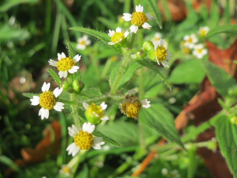 Zdjęcie przedstawia żółtlicę owłosioną. Posiada ona silnie rozgałęzioną, owłosioną łodygę. Jej liście są naprzeciwległe, jajowate, ostro zakończone o grubo ząbkowanych brzegach. Jej drobne, białe kwiaty są zebrane w koszyczki.