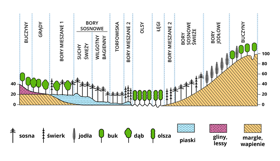 Ilustracja przedstawia przekrój przedstawiający zależność między rodzajem zbiorowisk leśnych a rzeźbą terenu, warunkami wodnymi i glebą na Roztoczu. Po lewej i prawej stronie przekroju zaznaczono wysokość - po lewej stronie od zera do 40, po prawej od zera do 100. Po prawej stronie jest wzniesienie. Pomiędzy lewą i prawą stroną przekroju pokazano, jakie drzewa porastają dany fragment terenu. Na przekroju zaznaczono rodzaj skał, tworzących warstwy pod powierzchnią ziemi. Opis od lewej strony: buczyny i grądy rosną na glinach, lessach, pod którymi jest warstwa margli i wapieni. Następnie na piaskach rosną bory mieszane 1, bory sosnowe, tu podział na: suchy świeży (świerk), wilgotny bagienny (świerk). Kolejno rosną olsy i łęgi z olszami. Na przekroju zaczyna się wzniesienie z margli i wapnieni. U podnóża rosną bory mieszane 2 (świerk), następnie bory sosnowe świeże (sosny, świerki), bory jodłowe (jodły), na szczycie wzniesienia na wysokości 100 metrów rosną buczyny (buki i jodły).   