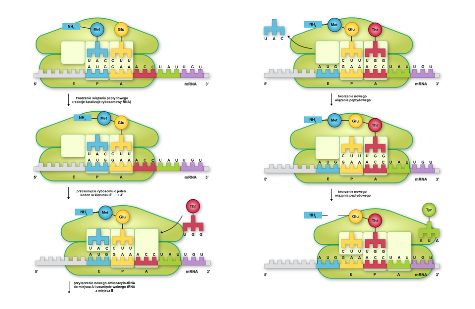 Grafika przedstawia przebieg elongacji. Znajduje się na niej sześć schematów przedstawiających cząsteczkę mRNA z przyłączonym do niej rybosomem. Na pierwszym schemacie (od lewej strony) miejsce E jest puste, w miejscu P rybosomu przyłączony jest tRNA z aminokwasem metioniną, a w miejscu A rybosomu znajduje się tRNA z aminokwasem kwasem glutaminowym. Na kolejnym schemacie tworzy się wiązanie peptydowe między aminokwasami. Reakcja ta jest katalizowana przez rybosomowy RNA. Na kolejnym schemacie zachodzi przesunięcie rybosomu o jeden kodon w kierunku od 5 prim do 3 prim. Metionina odłącza się od tRNA, które przesuwa się na miejsce E. tRNA z przyłączonym kwasem glutaminowym i metioniną przesuwa się na miejsce P. Zwalnia się miejsce A. Na kolejnym schemacie zachodzi przyłączenie nowego aminoacylo‑tRNA do miejsca A i usunięcie wolnego tRNA z miejsca E. Na kolejnym schemacie tworzy się wiązanie peptydowe między kwasem glutaminowym a nowoprzyłączonym aminokwasem - treoniną. Na kolejnym schemacie rybosom ponownie przesuwa się o jeden kodon, a w miejscu A przyłącza się kolejny aminoacylo‑tRNA.