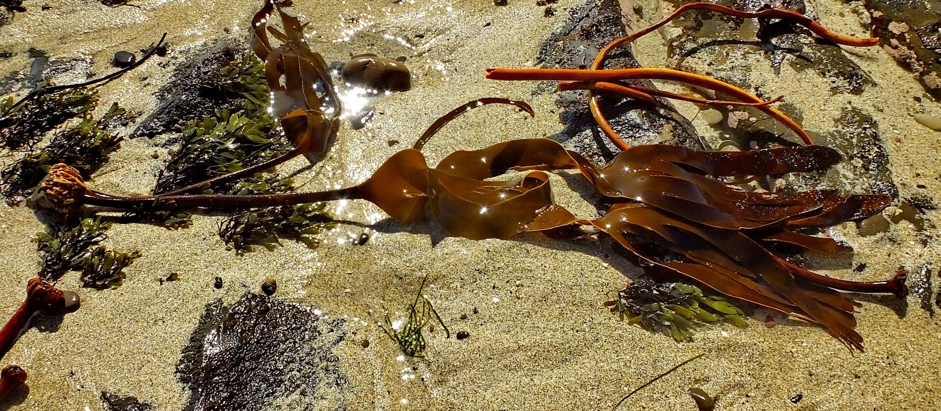 Na zdjęciu znajduje się listownica. Widoczna jest jej część przypominająca długie, płaskie, brunatne liście oraz część przypominająca długą, nagą łodygę.