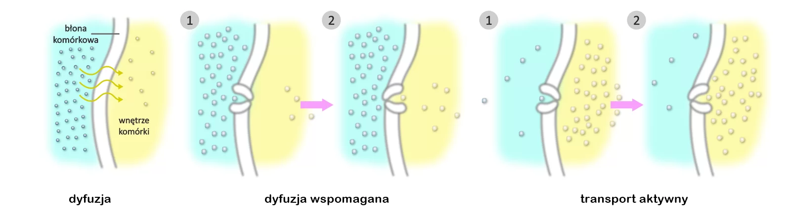 Schemat przedstawia wchłanianie. Płaszczyzna niebieska na ilustracji przedstawia środowisko zewnętrzne, biała, pionowa linia symbolizuje błonę komórkową, a żółta płaszczyzna wnętrze komórki.  Na pierwszym rysunku z lewej strony zilustrowane jest zjawisko dyfuzji. W środowisku zewnętrznym znajduje się jakaś substancja wyobrażona jako liczne, niewielkie punkty. Substancja ta przenika przez błonę komórkową do wnętrza komórki, co symbolizuje kilka pofalowanych strzałek.  Drugi i trzeci rysunek przedstawia dyfuzje wspomaganą. Substancja znajdująca się w środowisku zewnętrznym wnika do wnętrza komórki za pomocą otwartego w stronę tego środowiska uchyłka w błonie komórkowej. Następnie uchyłek ten otwiera się w kierunku wnętrza komórki i substancja ta jest do niego uwalniana.  Dwa kolejne rysunki ilustrują transport aktywny. Cząsteczek danej substancji jest mało w środowisku zewnętrznym, przenikają przez błonę komórkową do wnętrza komórki przez uchyłek, w której danej substancji jest dużo. Uchyłek otwiera się w kierunku wnętrza komórki i substancja ta jest do niego uwalniana.