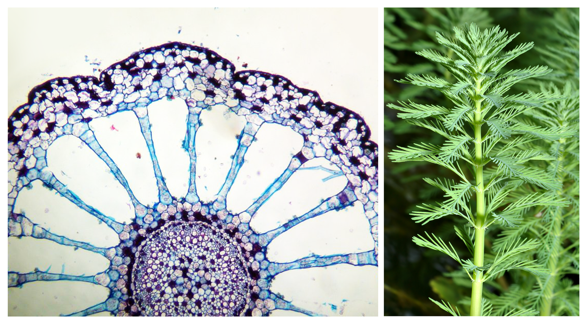 Ilustracja przedstawia 2 obrazy: mikroskopowy - przekroju poprzecznego przez łodygę; widać na nim duże przestwory pomiędzy komórkami oraz pęd wywłócznika w wodzie.