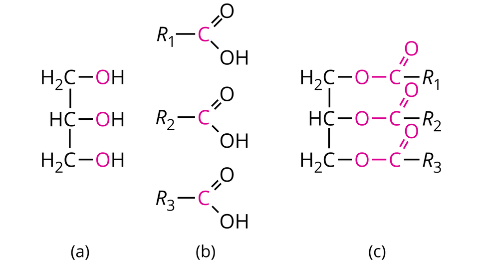 Na ilustracji ukazano trzy podpunkty zawierające wzory półstrukturalne. Pierwszy podpunkt a) ukazuje wzór, który zbudowany jest z grupy H indeks dolny, dwa, koniec indeksu dolnego, C, od której odchodzą dwa wiązania pojedyncze: w prawo do grupy O H i w dół do grupy H C. Od niej odchodzą dwa wiązania pojedyncze: w prawo do grupy O H i w dół do grupy H indeks dolny, dwa, koniec indeksu dolnego, C, od której odchodzi wiązanie pojedyncze w prawo do grupy O H. W każdej grupie O H atom tlenu O oznaczono kolorem różowym. Drugi podpunkt b) ukazuje trzy wzory umieszczone jeden pod drugim. Każdy z nich zbudowany jest z grupy R z cyframi kolejno jeden, dwa i trzy w indeksie dolnym. Od tej grupy odchodzi wiązanie pojedyncze w prawo do atomu węgla C oznaczonego kolorem różowym. Od tego atomu odchodzą dwa wiązania: podwójne na ukos w górę do atomu tlenu O i pojedyncze na ukos w dół do grupy O H. Trzeci podpunkt c) ukazuje wzór, który zbudowany jest z grup H indeks dolny, dwa, koniec indeksu dolnego, C, H C i H indeks dolny, dwa, koniec indeksu dolnego, C połączonych wiązaniami pojedynczymi. Od każdej z nich odchodzi wiązanie pojedyncze do atomów tlenu O, od których odchodzi wiązanie pojedyncze do atomów węgla C, od których odchodzą po dwa wiązania: podwójne na ukos w górę do atomu tlenu O i w prawo do grup R z cyframi kolejno jeden, dwa i trzy w indeksie dolnym. Atomy węgla i połączone z nimi atomy tlenu oznaczono kolorem różowym.