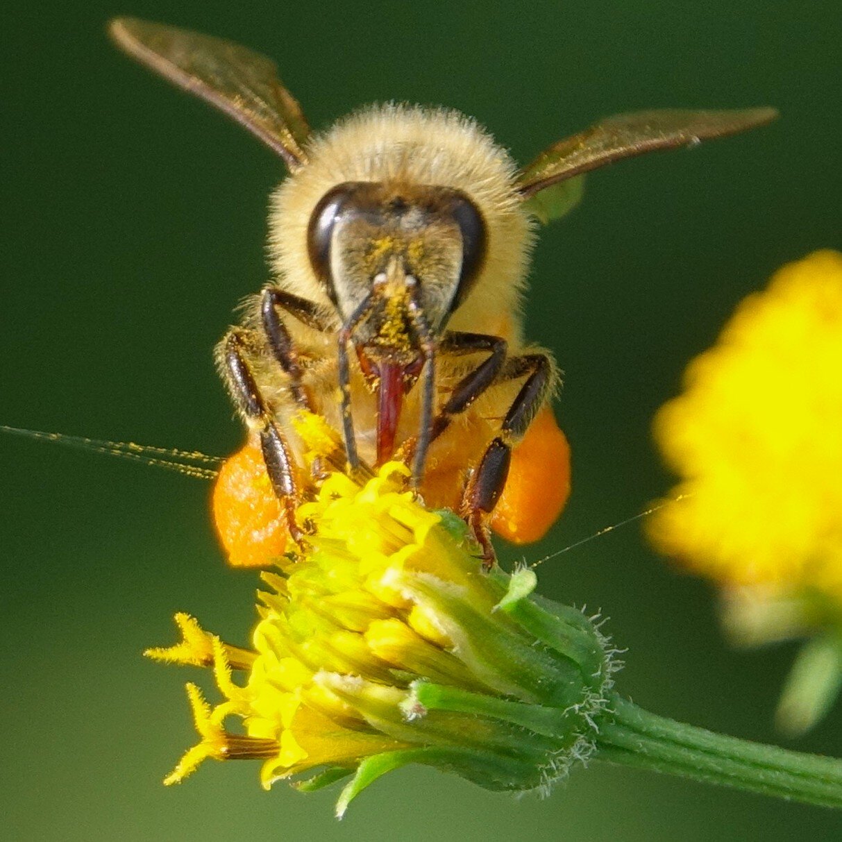 Zdjęcie przedstawia pszczołę, która znajduje się na kwiecie i pobiera nektar za pomocą owłosionego języczka. Pszczoła jest pokryta żółtymi ziarnami pyłku.