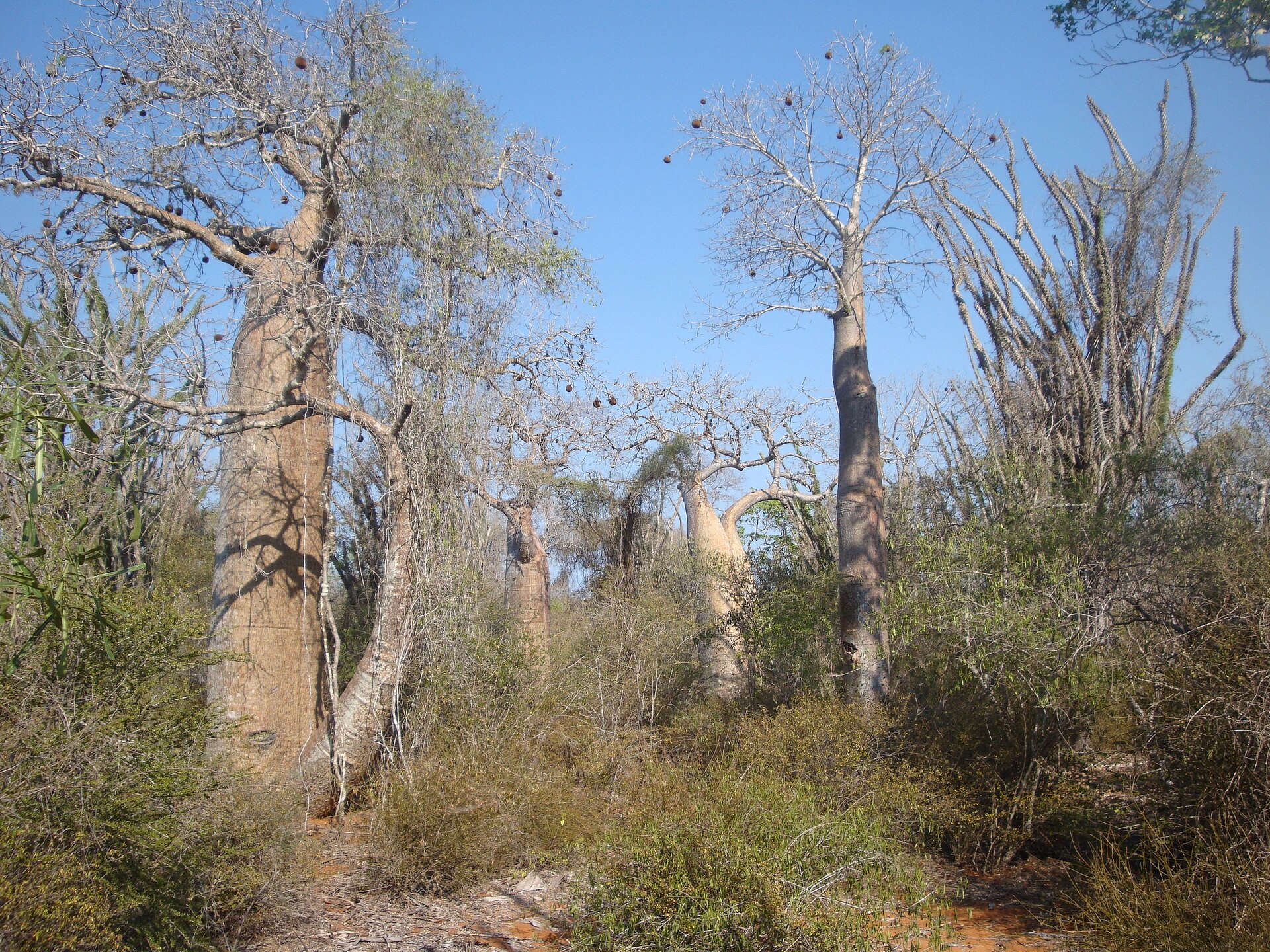 Na zdjęciu ukazane są suche drzewa o grubych pniach oraz dość sucha roślinność zaroślowa.