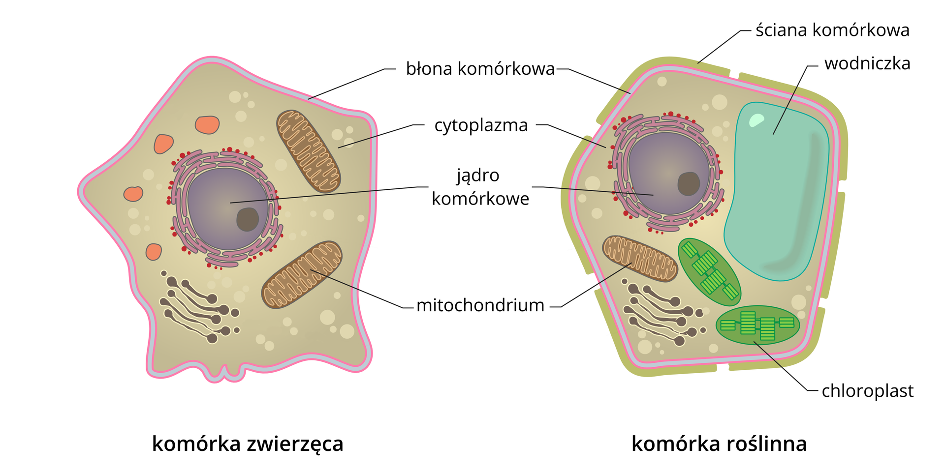 Ilustracja przedstawia porównanie budowy komórki roślinnej i zwierzęcej. W komórkach są wrysowane i podpisane organella komórkowe. Komórkę zwierzęcą otacza błona komórkowa. W środku znajdują się cytoplazma, okrągłe jądro komórkowe i mitochondria. Komórkę roślinną otacza ściana komórkowa, pod którą znajduje się błona komórkowa. Wnętrze komórki wypełnia cytoplazma. Znajdują się tam organella: okrągłe jądro komórkowe, mitochondrium, chloroplasty i wodniczka.
