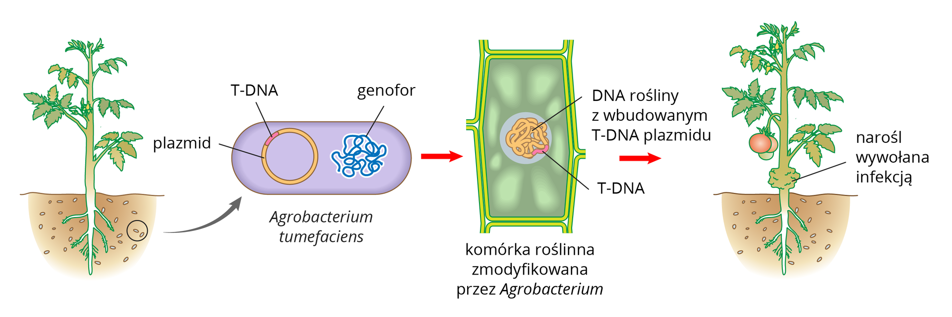 Ilustracja przestawia kolejne stadia infekcji rośliny pomidora przez bakterie glebowe. Pomidora ukazano z korzeniami w ziemi. W ich pobliżu znajdują się liczne małe pałeczki. Strzałka od dwóch z nich prowadzi do schematycznego rysunku bakterii. W jej komórce znajduje się niebieski genofor i kolisty, pomarańczowy plazmid z różową wstawką. Oznacza ona fragment, zwany T‑DNA. Kolejny rysunek to przekrój przez komórkę roślinną. W DNA rośliny znajduje się różowy fragment T‑DNA bakterii. ostatni rysunek przedstawia skutki infekcji: dolna część łodygi pomidora jest mocno zgrubiała.