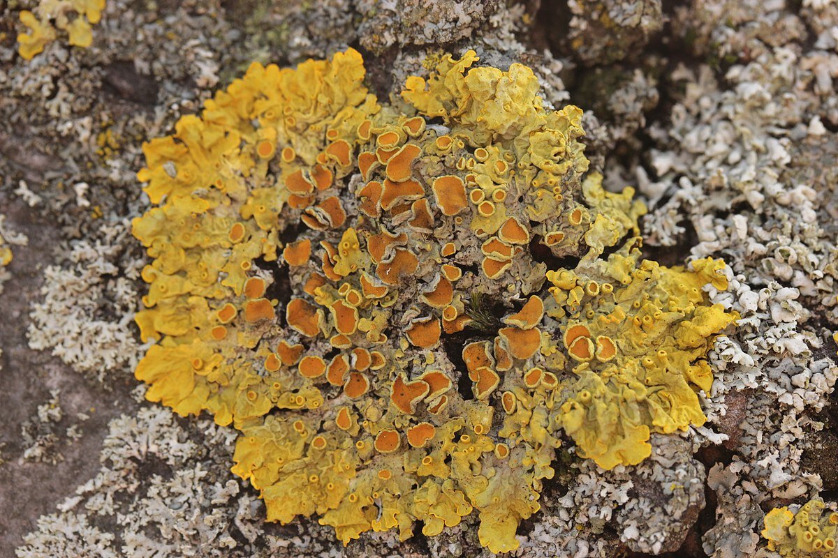 Zdjęcie przedstawia złotorost ścienny. Posiada listkowatą, nieregularną plechę o pomarszczonej strukturze. Brzegi plechy są poszerzone i zaokrąglone, stykają się z sobą lub zachodzą na siebie.