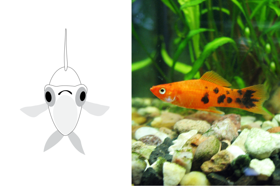 Rysunek przedstawia mieczyka z przodu. Oczy i otwór gębowy między nimi wysoko. Ciało grube, owalne. Płetwa grzbietowa wąska, ostra, płetwy piersiowe i brzuszne szerokie, podobnej wielkości. Fotografia przedstawia w akwarium mieczyka z boku, nad kamienistym dnem. Głowa i tułów czerwone, od połowy aż na ogon czarne plamy.