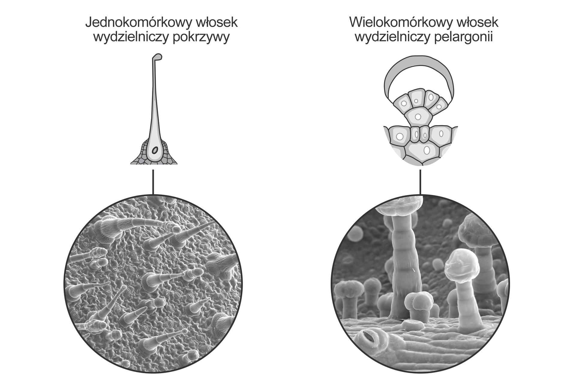 Dwie czarno‑białe fotografie z mikroskopu elektronowego przedstawiają dwa rodzaje włosków wystających nad powierzchnię skórki. Po lewej stronie przedstawiony jest jednokomórkowy włosek wydzielniczy pokrzywy. Fotografia przedstawia kilka włosków. Są one cienkie, odstają od liścia prostopadle. Nad fotografią znajduje się schematyczny rysunek włoska, składającego się z jednej komórki, grubszej u podstawy i zwężającej się ku górze, ale zakończonej niewielką główką. Po prawej stronie ukazano wielokomórkowe włoski wydzielnicze pelargonii. Są grube, z wydatną kulistą główką. Nad fotografią znajduje się schematyczny rysunek włoska gruczołowego, na którym widać tworzące go komórki o zróżnicowanym kształcie.