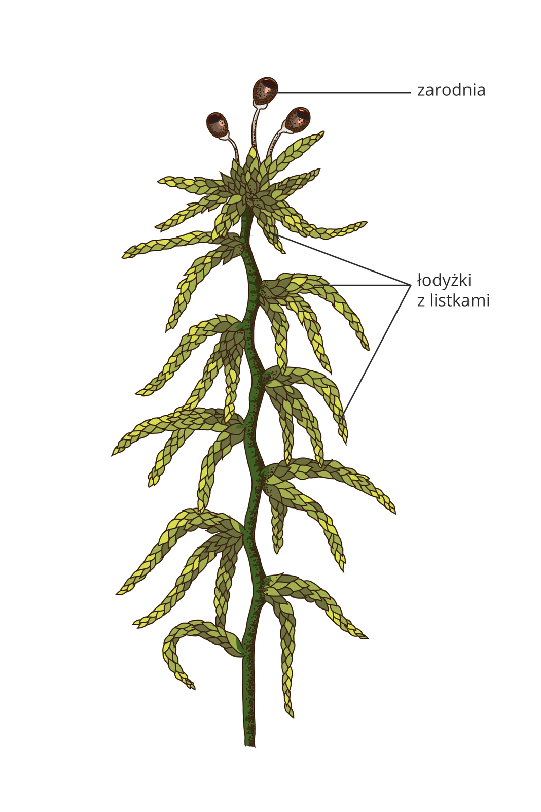 Ilustracja przedstawia pojedynczą, ciemnozieloną łodyżkę mchu torfowca. Na boki wyrastają z niej żółto zielone odgałęzienia z drobnymi listkami. Na szczycie wznoszą się trzy brązowe, jajowate zarodnie.