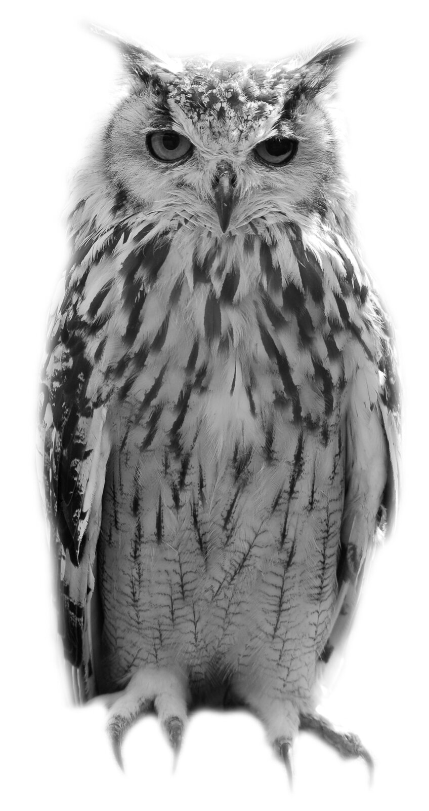 Fotografia przedstawia gęsto upierzonego ptaka o dużych oczach i zakrzywionym wąskim dziobie. Po bokach jego głowy sterczą pióra przypominające uszy. Tło jest białe.