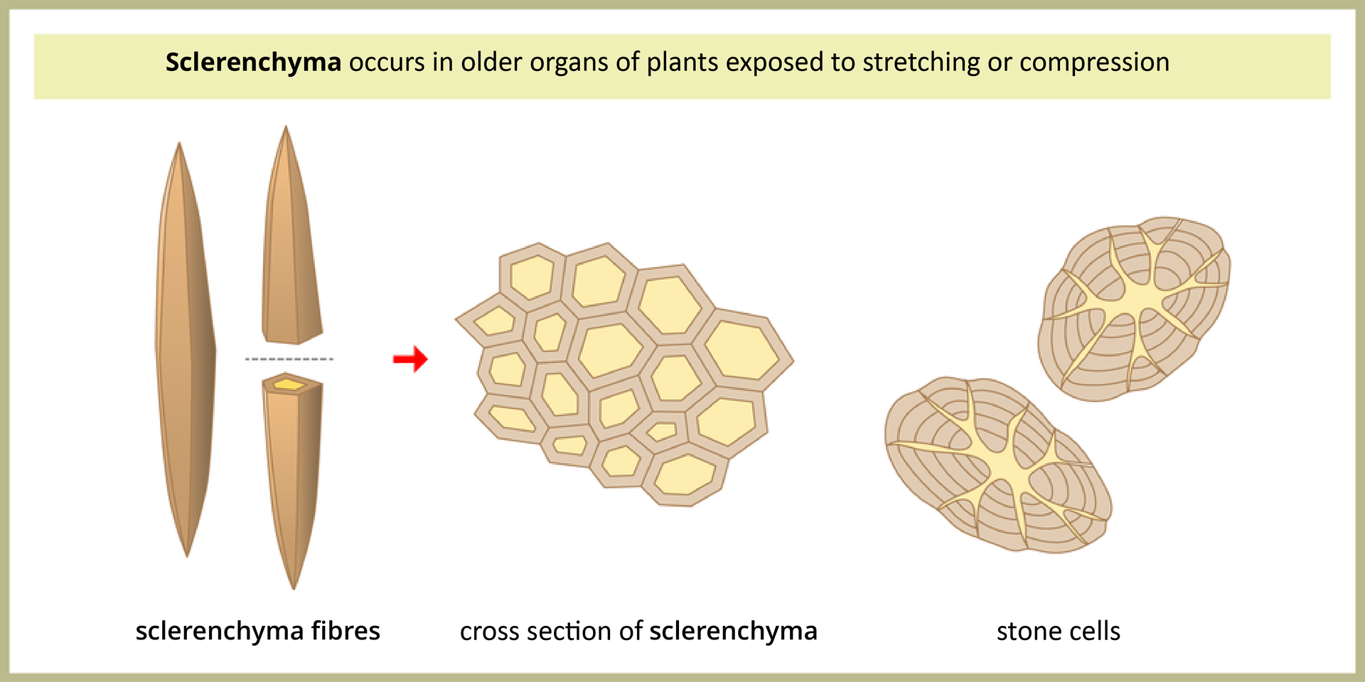 Ilustracja przedstawia po lewej dwa beżowe, wrzecionowate włókna twardzicy, Sclerenchyma fibers. Jedno jest przecięte i obok przedstawiono wygląd tej tkanki na przekroju, cross section of sclerenchyma: ściśle ułożone, wielokątne komórki o grubych ścianach. Po prawej przedstawiono dwie owalne komórki kamienne, stone cells. Mają one bardzo grube ściany, składające się z kilku warstw. Sclerenchyma occurs in older organs of plants exposed to stretching or compression.