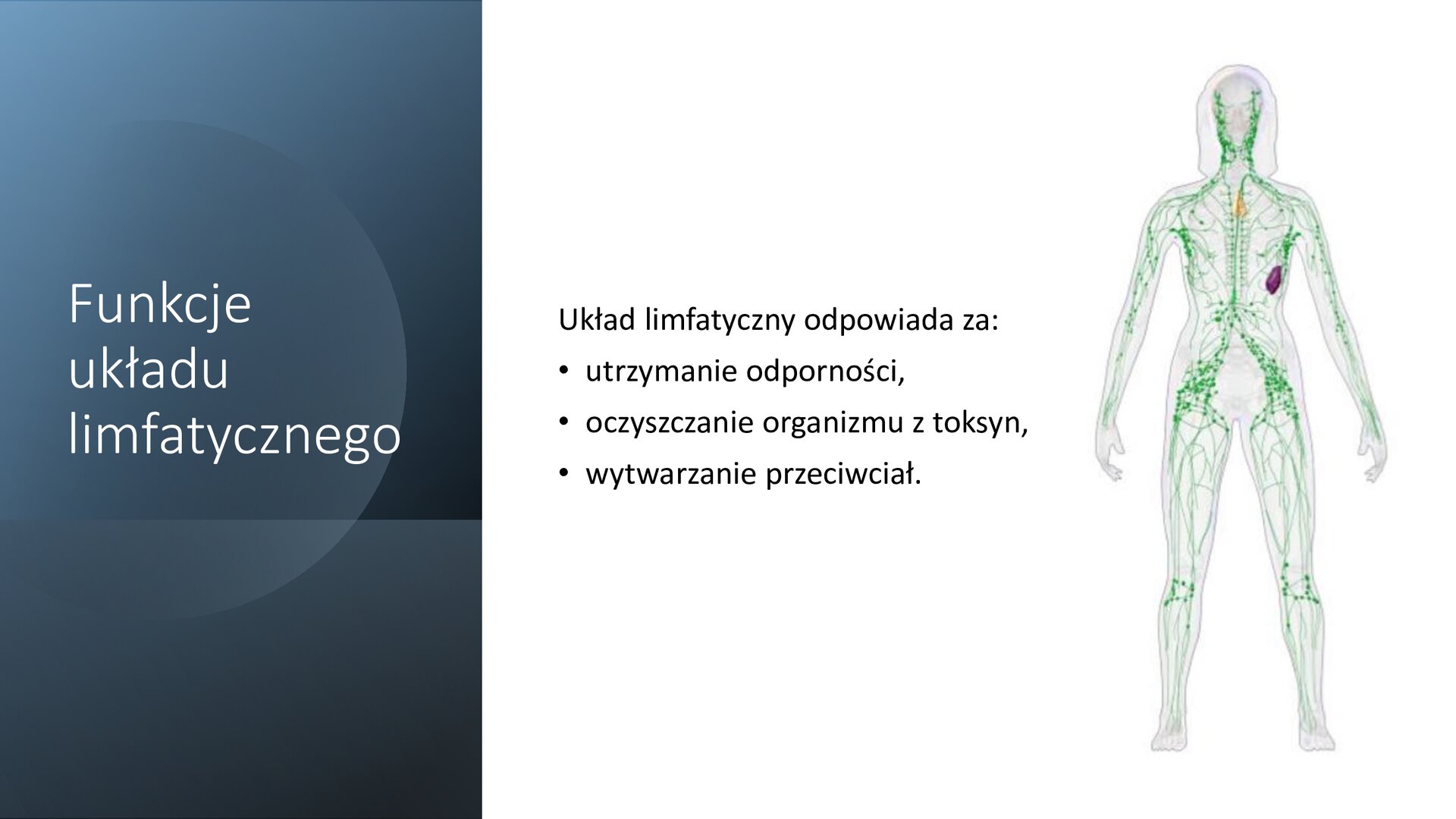 Biały slajd. Z lewej strony ciemnoszary, pionowy prostokąt z białym nagłówkiem: „Funkcje układu limfatycznego”. Z prawej strony tekst: „Układ limfatyczny odpowiada za: utrzymanie odporności, oczyszczanie organizmu z toksyn, wytwarzanie przeciwciał”. Obok tekst ilustracja przedstawiająca sylwetkę człowieka z zaznaczonym na zielono układem limfatycznym.