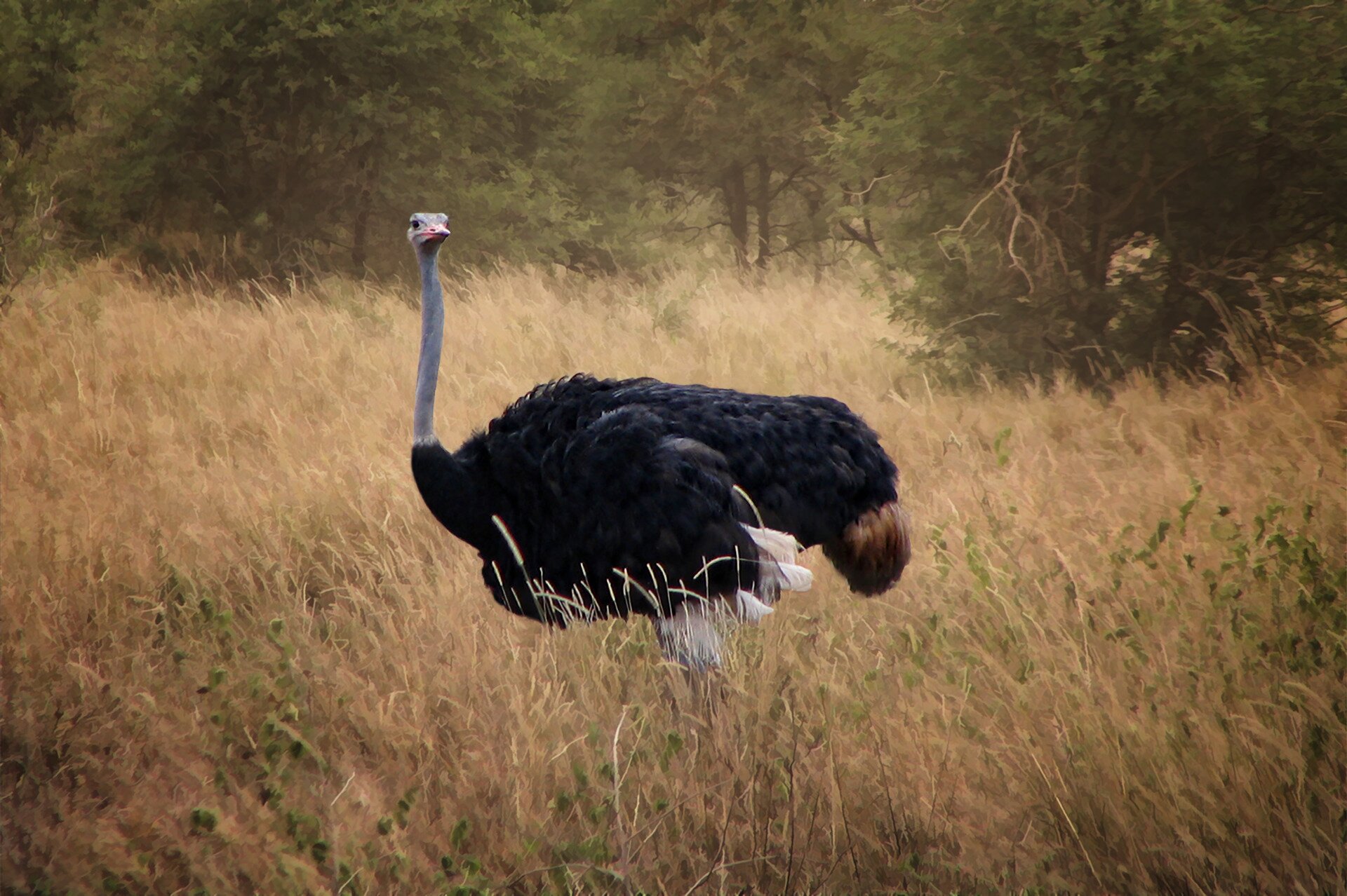 Fotografia przedstawia strusia afrykańskiego na tle zarośli sawanny. Duży ptak idzie w lewo na długich, nieopierzonych nogach. Tułów ze skrzydłami i początek szyi okryte czarnymi piórami. Jedynie przy kuprze i pod skrzydłami pióra są różowe. Długa szara szyja i mała głowa okryte puchem, dziób krótki.