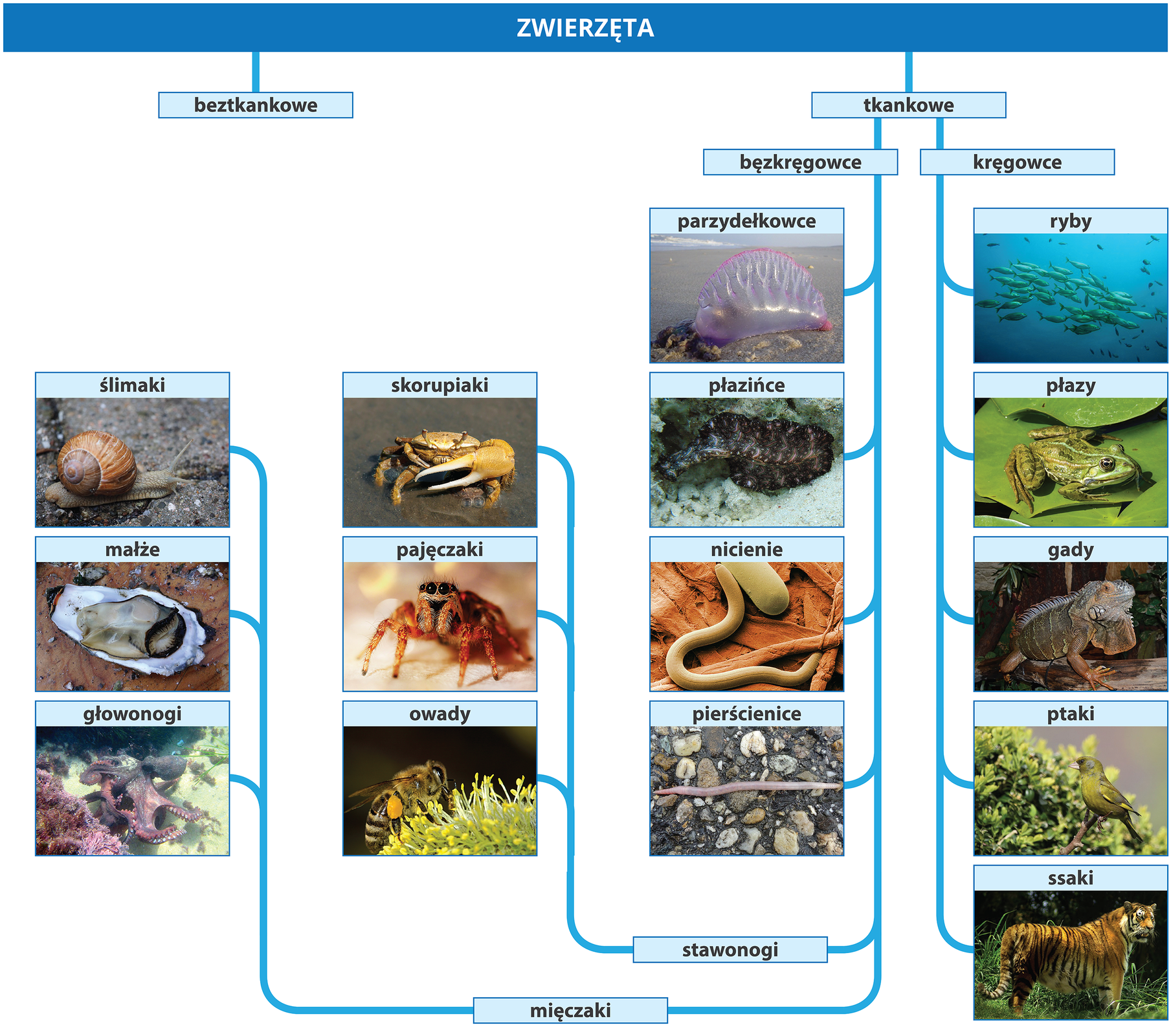 Grafika przedstawia podział zwierząt na beztkankowe i tkankowe. Zwierzęta tkankowe dzielą się na bezkręgowce i kręgowce. Poniżej widoczne są grupy organizmów. Przy każdej nazwie znajduje się zdjęcie przykładowego przedstawiciela grupy. W bezkręgowcach wyróżnia się sześć grup. Grupa pierwsza: parzydełkowce (zdjęcie przedstawia wyrzuconą na plażę meduzę. Jest przezroczysta z różowo‑fioletowym odcieniem. Widoczny jest fragment ciała meduzy – pęcherz napełniony powietrzem. Grupa druga: płazińce. Zdjęcie przedstawia czarnego płaskiego płazińca o jaśniejszych kreskach i kropkach na grzbiecie. Płaziniec znajduje się na piaszczystym dnie. Grupa trzecia nicienie. Zdjęcie przedstawia robakowatego nicienia o jasnym kolorze. Ciało nicienia w przekroju jest okrągłe. Grupa czwarta: pierścienice. Zdjęcie przedstawia różową dżdżownicę. Grupa piąta: stawonogi. Dzieli się ona na trzy podgrupy: skorupiaki (zdjęcie przedstawia kraba z jedną parą szczypiec większą od drugiej), pajęczaki (zdjęcie przedstawia pająka; posiada owłosione ciało, grube nogogłaszczki i kilka par czarnych oczu) oraz owady (zdjęcie przedstawia pszczołę na kwiecie). Grupa szósta: mięczaki. Dzieli się ona na trzy podgrupy: ślimaki (zdjęcie przedstawia ślimaka winniczka o szarawym ciele i brązowej skorupce), małże (zdjęcie przedstawia małża pozbawionego jednej części muszli. Widać szare ciało zwierzęcia leżące na drugiej białej w środku części muszli) oraz głowonogi (zdjęcie przedstawia czerwono‑czarną ośmiornicę). W kręgowcach wyróżnia się pięć grup. Pierwsza grupa: ryby. Zdjęcie przedstawia ławicę przykładowych ryb. Druga grupa: płazy. Zdjęcie przedstawia zieloną żabę siedzącą na zielonym liściu. Trzecia grupa: gady. Zdjęcie przedstawia legwana. Posiada on wyrostki na grzbiecie oraz zwisający płat skóry na szyi. Czwarta grupa: ptaki. Zdjęcie przedstawia przykładowego ptaka o zielonożółtym kolorze. Ptak siedzi na gałęzi. Piąta grupa: ssaki. Zdjęcie przedstawia tygrysa.