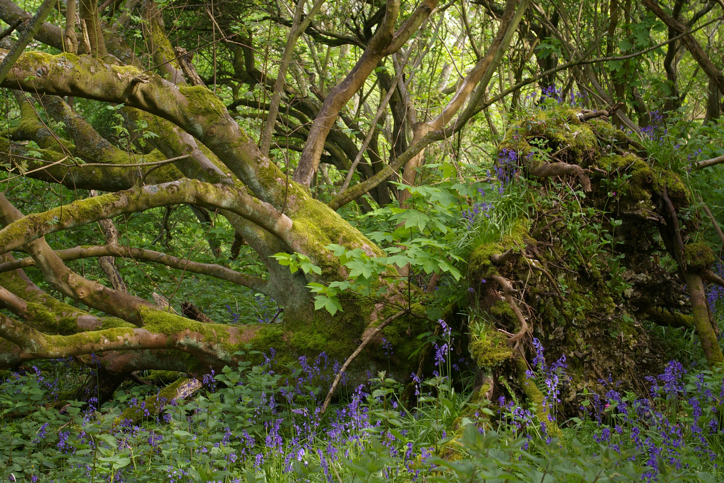 Fotografia przedstawiająca powalone drzewo w lesie. Niektóre z licznych konarów są obrośnięte mchem, po innych spływa wijący się bluszcz.