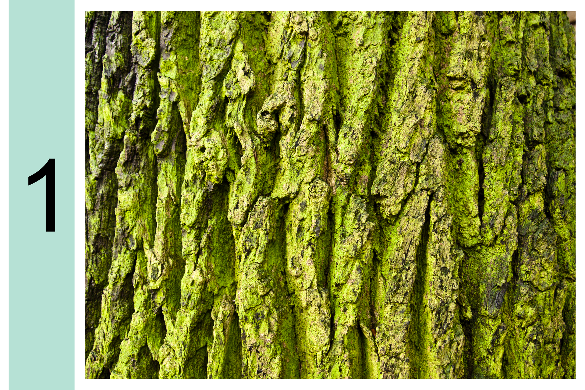 Fotografia przedstawia zbliżenie pnia drzewa. Z lewej cyfra 1. Na korze widoczny zielony nalot glonów. Oznacza to, że powietrze jest bardzo silnie zanieczyszczone.