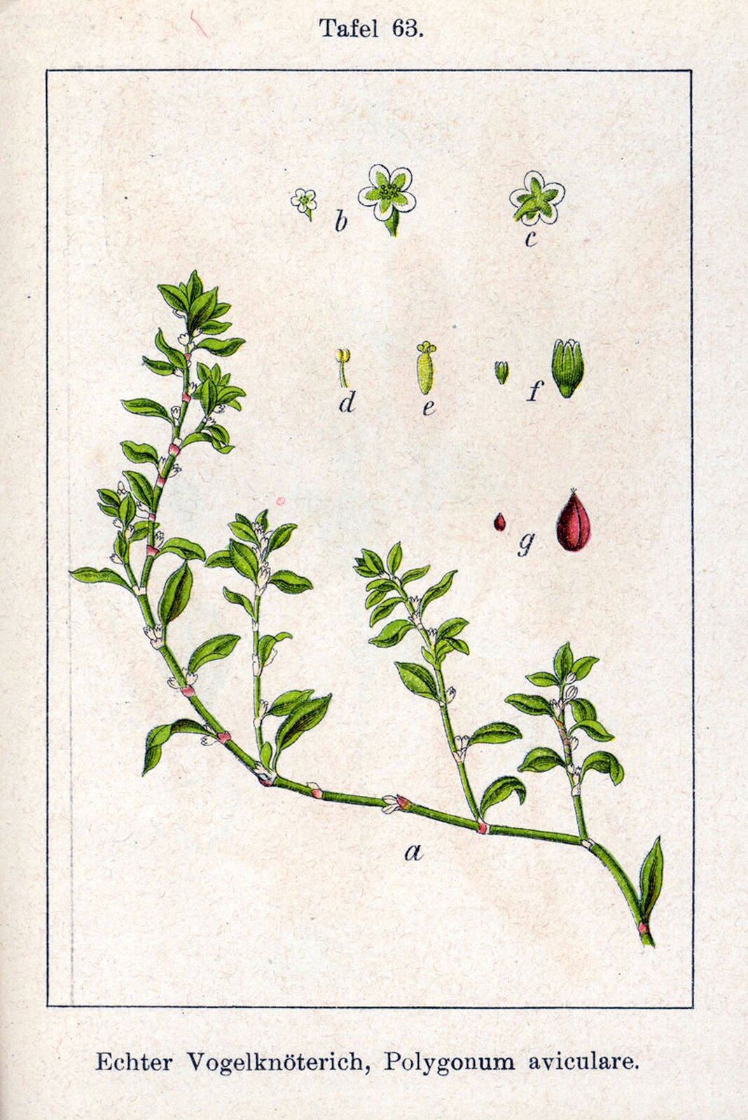 Ilustracja przedstawia kolorową grafikę ukazującą gałązkę rośliny o nazwie rdest ptasi. Na różowym tle w prostokątnej ramce, znajduje się rysunek pędu z drobnymi zielonymi listkami i niewielkimi białymi kwiatami. Obok ukazane są poszczególne elementy rośliny podpisane kolejnymi literami alfabetu. Nad ilustracją znajduje się napis Tafel 63, zaś pod ilustracją widnieje podpis w języku niemieckim i łacińskim: Echter Vogelknöterich, Polygonum aviculare.