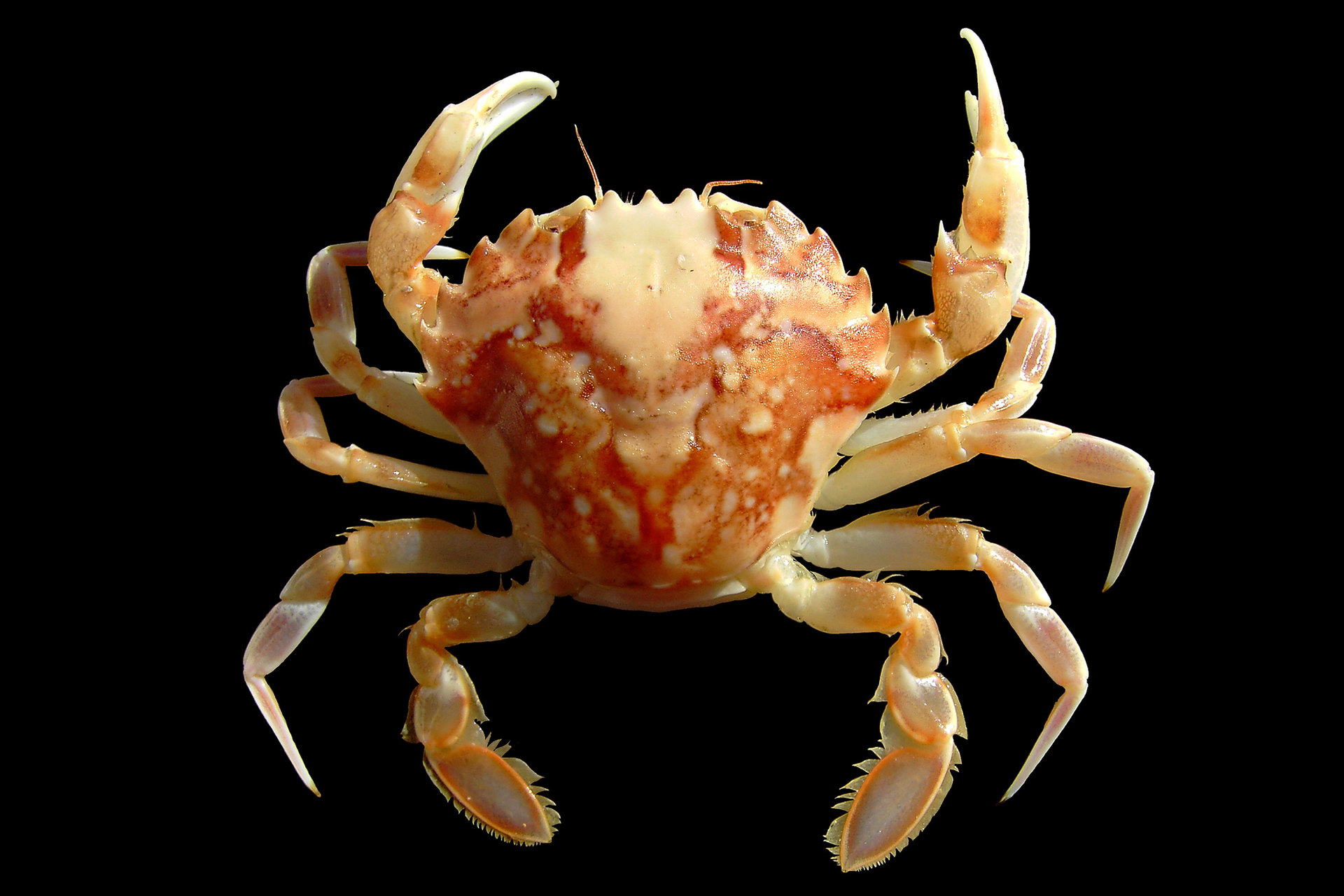 Zdjęcie przedstawiające kraba. Zwierzę ma ciało pokryte pancerzem. Posiada pięć par odnóży podzielone na człony połączone stawami.