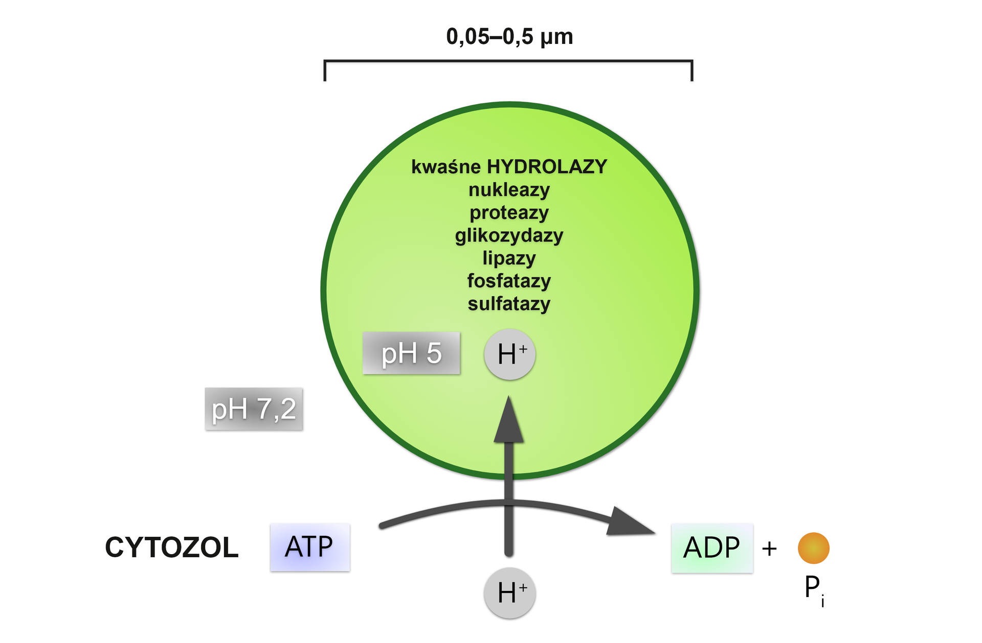 Grafika przedstawia schemat działania H+-ATPazy. Wewnątrz ATPazy znajdują się kwaśne hydrolazy, nukleazy, proteazy, glikozydazy lipazy oraz fosfatazy, które sprawiają że środowisko wewnętrzne ma kwaśne pH równe pięć. Przepompowując protony z cytoplazmy o obojętnym pH równym około siedem przecinek dwa do wnętrza lizosomu przy użyciu ATP utrzymuje kwaśne pH optymalne dla działania hydrolaz.