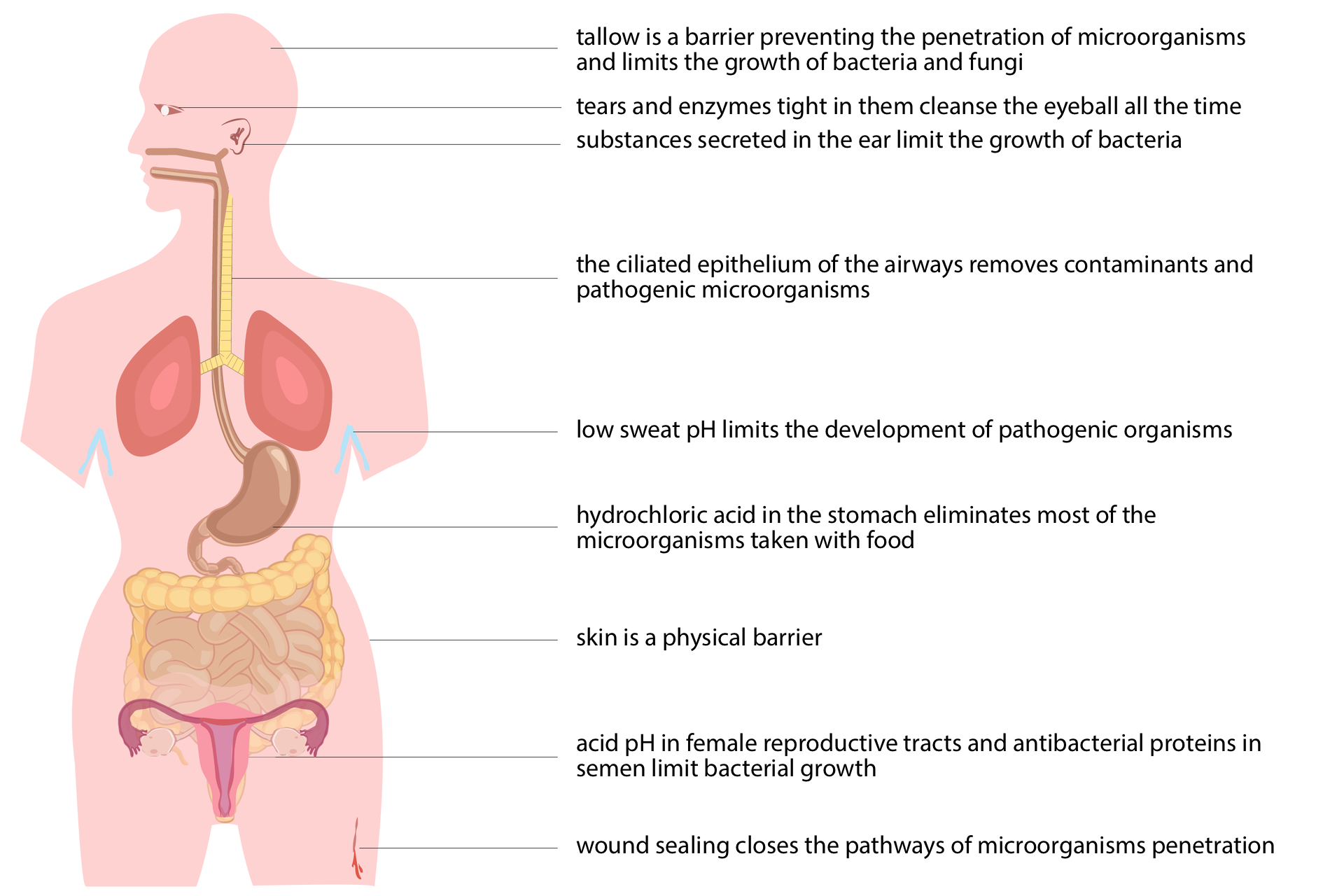 Grafika przedstawiająca bariery układu odpornościowego w ludzkim ciele. Na sylwetce człowieka oznaczono następujące elementy: 1 łój tallow is a barrier preventing the penetration of microorganisms and limits the growth of bacteria and fungi, 2 łzy tears and enzymes tight in them cleanse the eyeball all the time, 3 woskowina uszna substances secreted in the ear limit the growth of bacteria, 4 nabłonek rzęskowaty płuc the ciliated epithelium of the airways removes contaminants and photogenic microorganisms, 5 pot low sweat pH limits the development of pathogenic organisms, 6 was żołądkowy hydrochloric acid in the stomach eliminates most of the microorganisms taken with food, 7 skóra skin is a physical barrier, 8 kwaśne pH acid pH in female reproductive tracts and antibacterial proteins in semen limit bacterial growth, 9 uszczelnienie rany wound sealing closes the pathways of microorganisms penetration