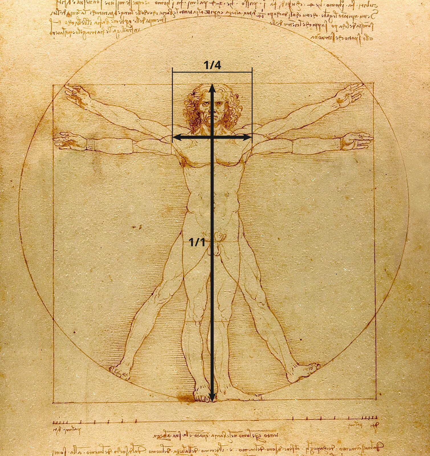 Umieszczony w czarnej ramce rysunek przedstawiający postać stojącego mężczyzny. Tło stanowi beżowo‑brązowa powierzchnia o nieregularnej strukturze, na której obecne są przecinające się figury - okrąg i prostopadłościan. Wewnątrz, przodem przedstawiono mężczyznę o szczupłym, muskularnym ciele, średniej długości kręconych włosach oraz podkrążonych oczach, na którego twarzy występują głębokie zmarszczki. Ręce mężczyzny ukazane są na rysunku w dwóch pozycjach – wyciągnięte prostopadle do ciała, na równi z barkami, oraz uniesione nieco wyżej, skierowane do góry w taki sposób, że końcówki dłoni przewyższają głowę mężczyzny. Podobnie, w dwóch pozycjach ukazano jego nogi – blisko siebie oraz w rozkroku, ze stopami ułożonymi na łuku okręgu. Pod rysunkiem umieszczono na karcie poziomą linię z zaznaczonymi w nieregularnych odstępach krótkimi, pionowymi kreskami. U góry oraz na dole karty obecne są linijki drobnego tekstu. Przez środek rysunku biegnie czarna strzałka dzieląca postać na pół. Obok niej, na wysokości ramion umieszczona została druga strzałka w pozycji poziomej która zaznacza obszar ramion. Przy obu strzałkach widnieją wartości: 1/1 przy długiej oraz 1/4 przy krótkiej - co oznacza, że wskazany odcinek stanowi 1/4 części całości rysunku człowieka.