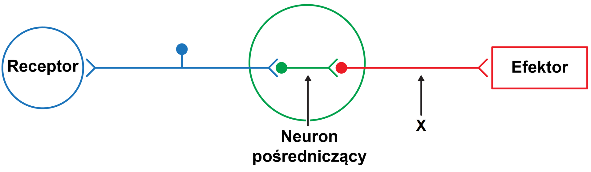 Grafika przedstawia uproszczony schemat łuku odruchowego. Receptor połączony jest neuronem z neuronem pośredniczącym. Neuron pośredniczący jest połączony z efektorem przy pomocy neuronu ruchowego oznaczonego literą X.