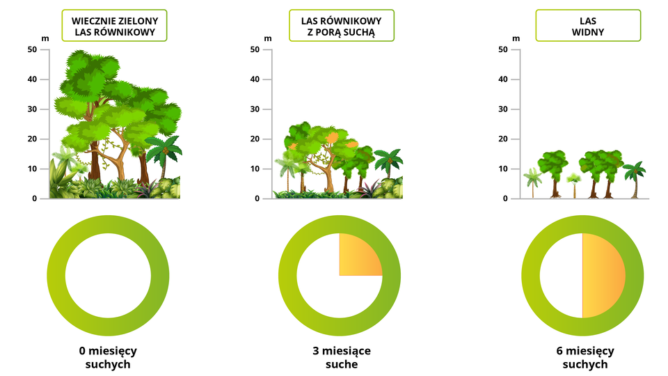 Trzy ilustracje z roślinnością. Pierwsza ilustracja przedstawia wiecznie zielony las równikowy. Drzewa osiągają wysokość 50 metrów. Pod rysunkiem zaznaczono zero suchych miesięcy. Ilustracja druga przedstawia las równikowy z porą suchą. Drzewa sięgają 25 metrów. Trzy miesiące są suche. Ostatnia ilustracja to las widny - drzewa osiągają wysokość 10‑15 metrów, brak niższej roślinności. W lesie widnym jest sześć suchych miesięcy.    