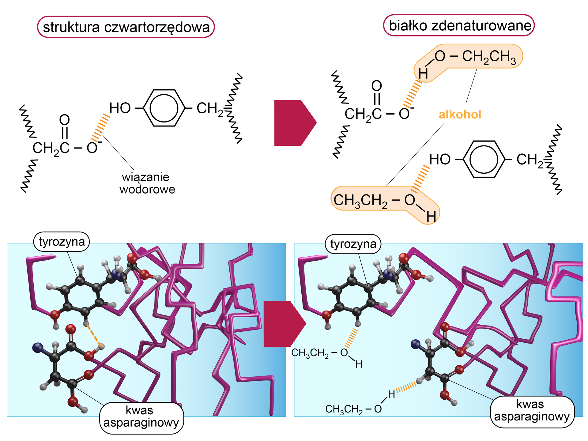 Na ilustracji przedstawiono strukturę czwartorzędową białka. Pod wpływem etanolu ulega ona denaturacji. Etanol zrywa wiązania wodorowe w białkach i oddziałuje z grupami funkcyjnymi występującymi w białkach. Pod równaniem dwa obrazki - po lewej stronie struktura tyrozyny, która łączy się z kwasem asparginowym poprzez wiązanie wodorowe. W obecności etanolu tworzą się nowe oddziaływania wodorowe, a stare ulegają rozerwaniu. Nowe wiązania występują między atomem tlenu i wodoru grupy hydroksylowej a grupami funkcyjnymi w kwasie asparaginowym i tyrozynie. Wiązanie wodorowe występuje pomiędzy w czwartorzędowej strukturze białka pomiędzy wodorem grupy hydroksylowej w pierścieniu fenylowym tyrozyny a tlenem obdarzonym ładunkiem ujemnym  grupy COO-. W wyniki denaturacji białka pod wpływem etanolu, wodór pochodzący od tyrozyny tworzy wiązanie wodorowe z atomem tlenu w cząsteczce etanolu C2H5OH. W przypadku atomu tlenu grupy COO-  wiązanie wodorowe tworzy się z atomem wodoru drugiej cząsteczki etanolu.