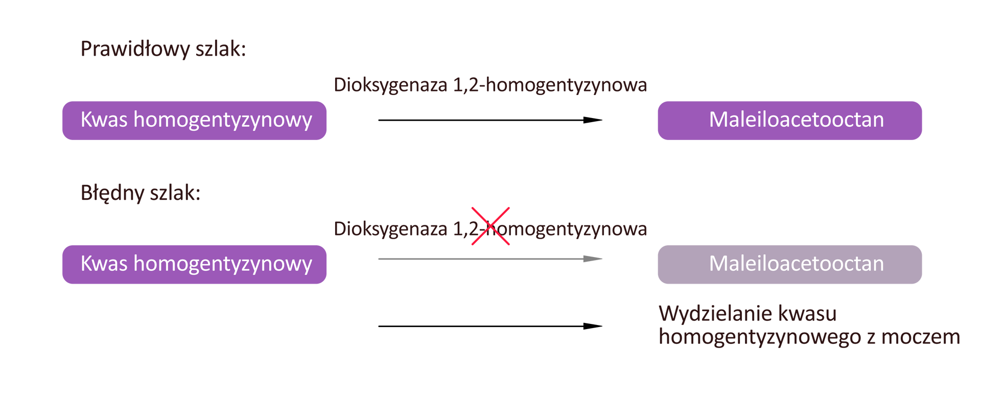 Ilustracja przedstawia dwa schematy. Pierwszy schemat ma podpis „Prawidłowy szlak”. Na schemacie mamy po lewej stronie hasło Kwas homogenetyzynowy, od którego prowadzi w prawo strzałka z napisem Dioksygenaza 1,2‑homogentyzynowa do hasła Maleiloacetooctan. Drugi schemat ma podpis „Błędny szlak”. Na schemacie mamy po lewej stronie hasło Kwas homogenetyzynowy, od którego prowadzi w prawo strzałka z przekreślonym napisem Dioksygenaza 1,2‑homogentyzynowa do hasła Maleiloacetooctan. Pod spodem znajduje się druga strzałka do hasła Wydzielanie kwasu homogenetyzowego z moczem.