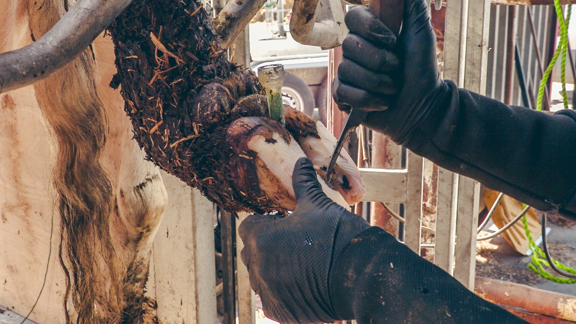 Zdjęcie przedstawia zbliżenie na podniesioną racicę krowy. Jest ona unieruchomiona przez metalowe elementy konstrukcyjne klatki poskromowej. Racica jest podniesiona w taki sposób, aby umożliwić dostęp do jej spodu. Pracownik za pomocą specjalnych narzędzi wycina rowek w części przyśrodkowej racicy.