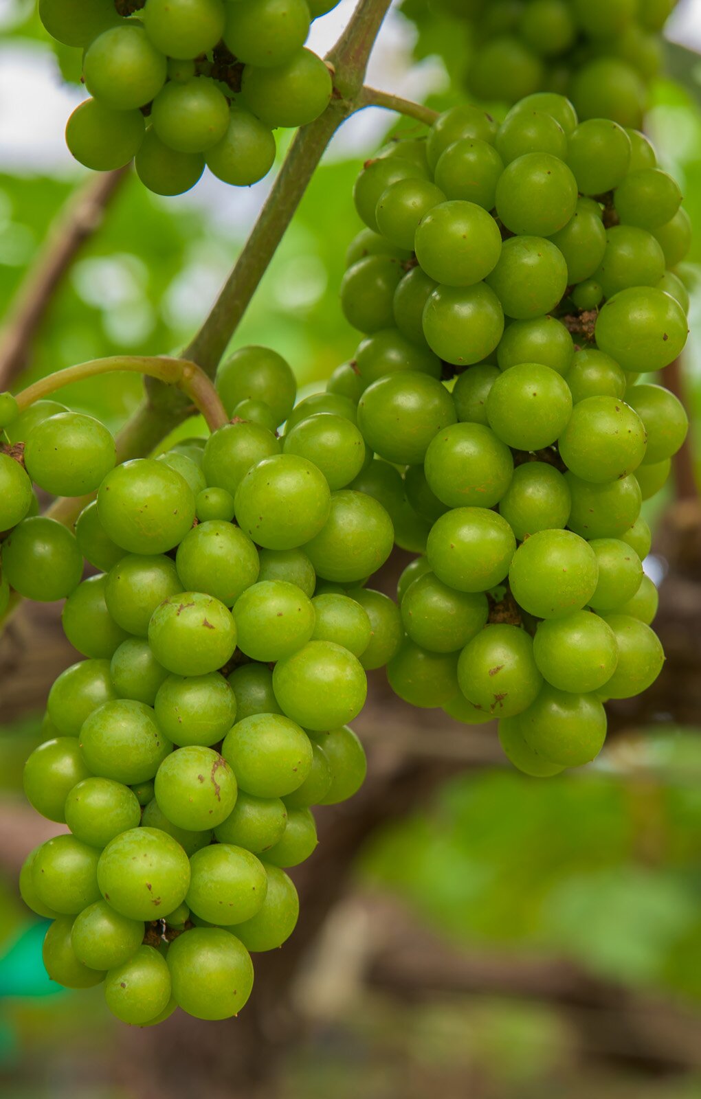 Zdjęcie przedstawia odmianę winorośli Chenin Blanc. Widoczne są dwie kiście winogron złożone z kulistych jagód w kolorze zielonym.