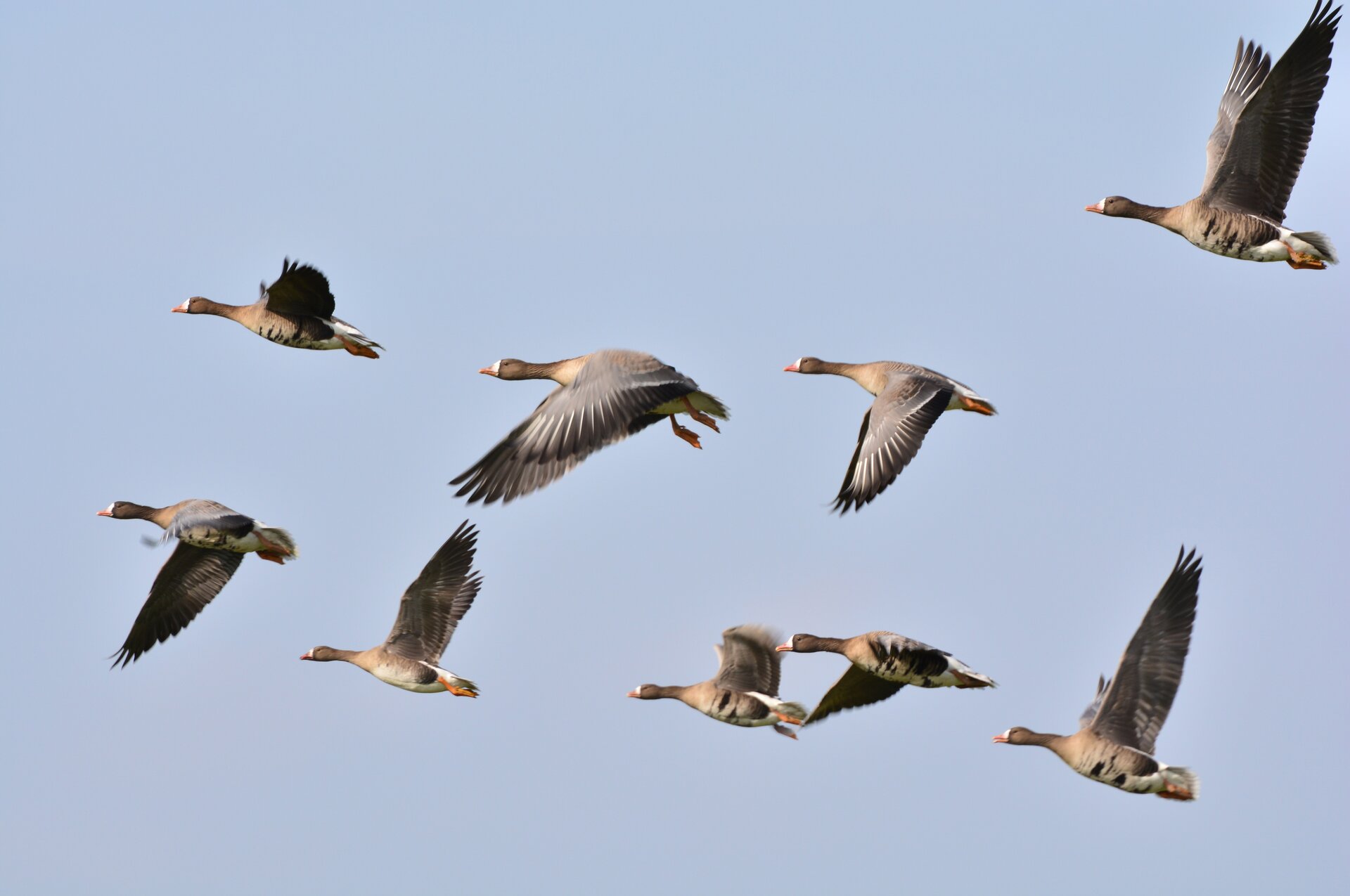 Na zdjęciu znajduje się dziewięć dzikich gęsi, ukazanych w locie na tle niebieskiego, bezchmurnego nieba. Ptaki mają rozłożone skrzydła, długie szyje i pomarańczowe, szpiczaste dzioby.