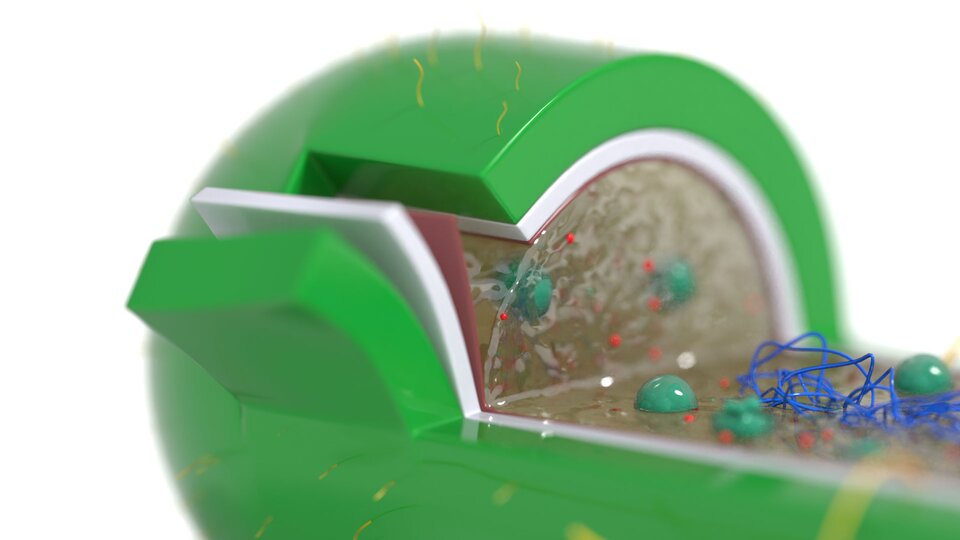 Zdjęcie przedstawia schemat budowy komórki prokariotycznej w przybliżeniu. Można wyróżnić kuliste, drobne rybosomy zanurzone w nieregularnych odstępach w cytoplazmie.